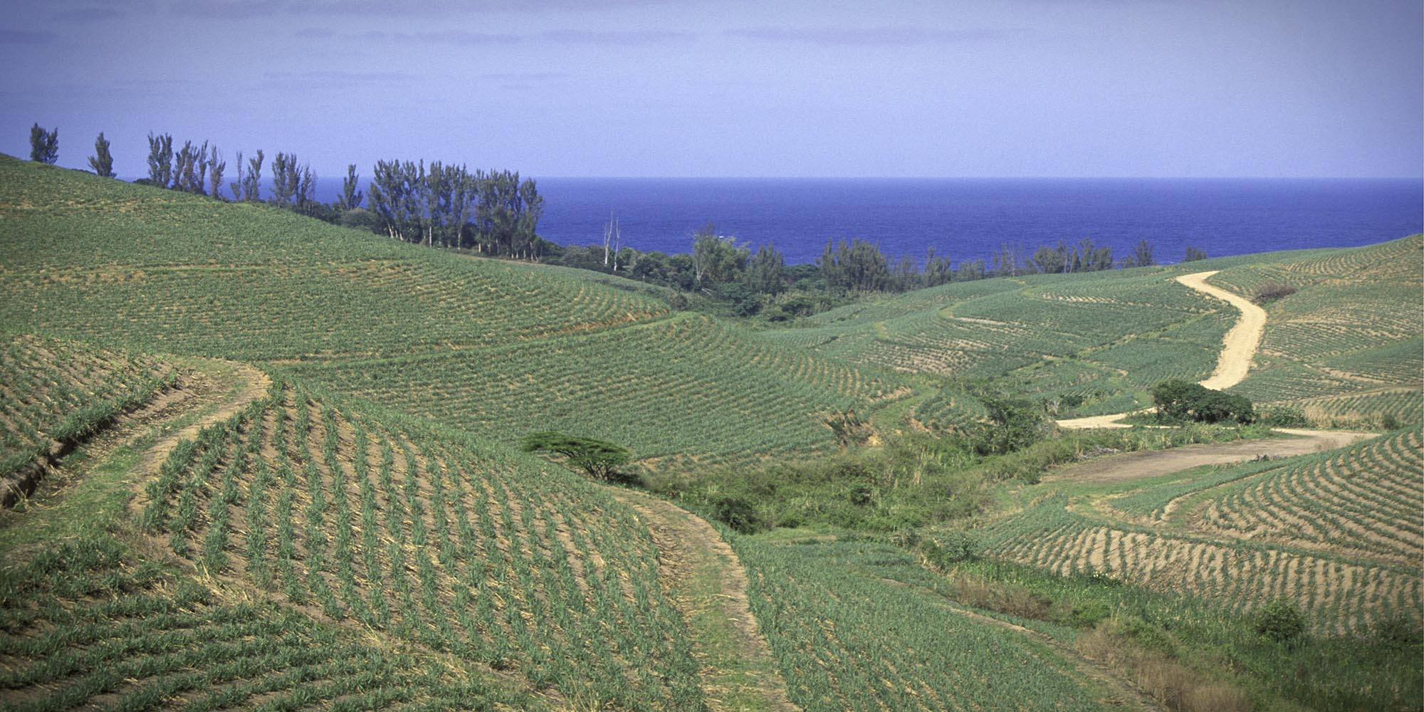 Future fuels and the coming ethanol revolution: Is Sasol facing technological redundancy?