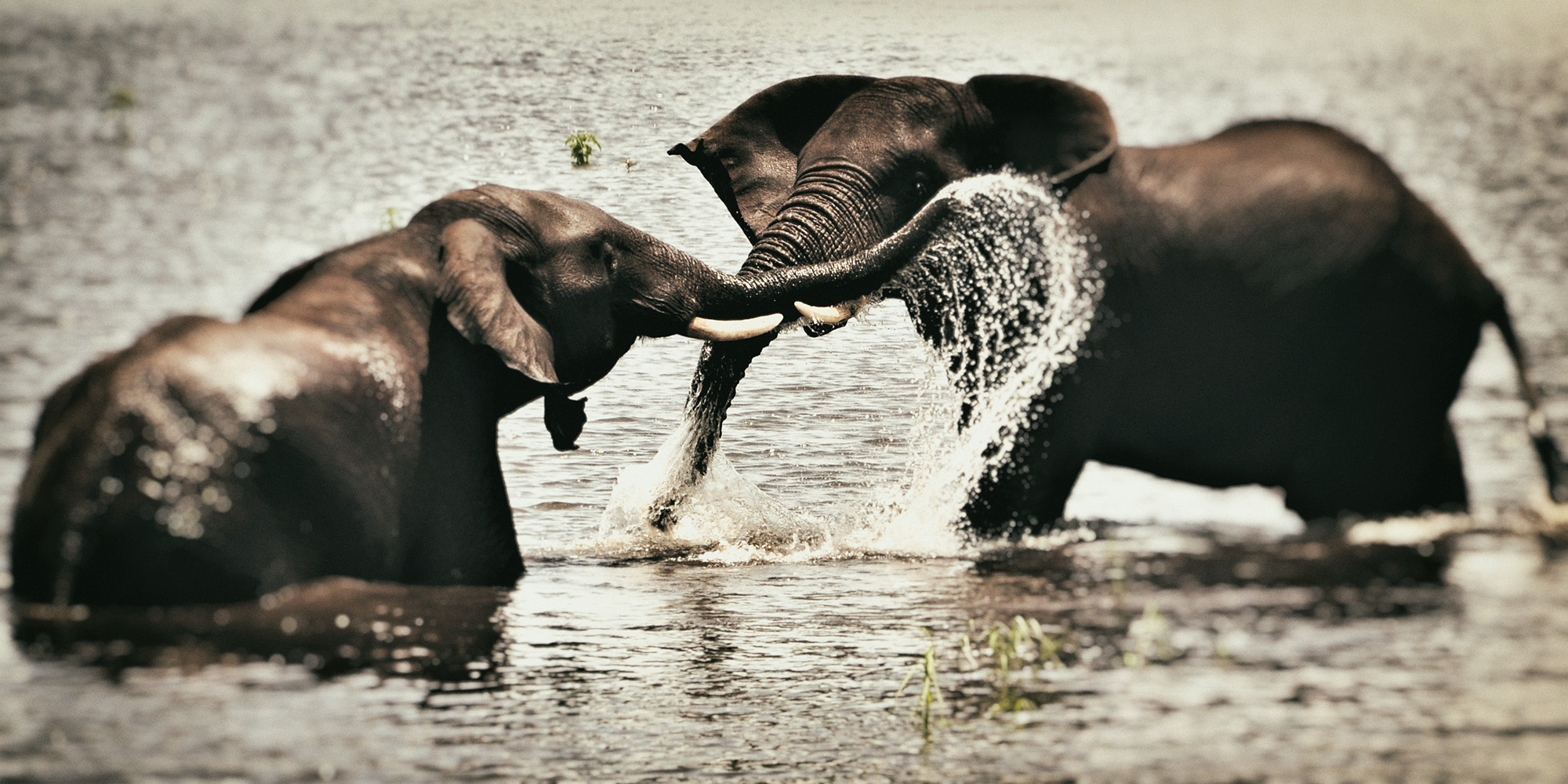 The Great Elephant Debate: Legalising ivory trade will be a giant mistake