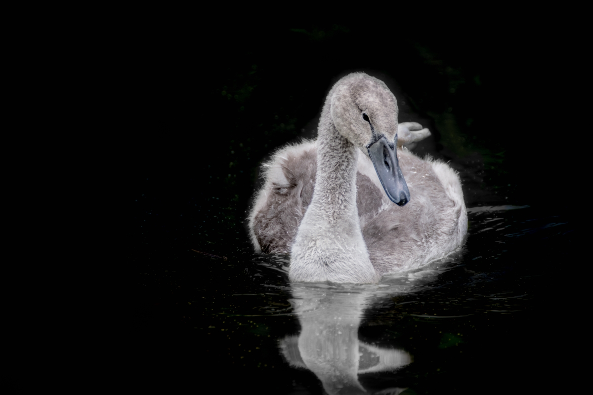 Shades of grey – understanding grey swans