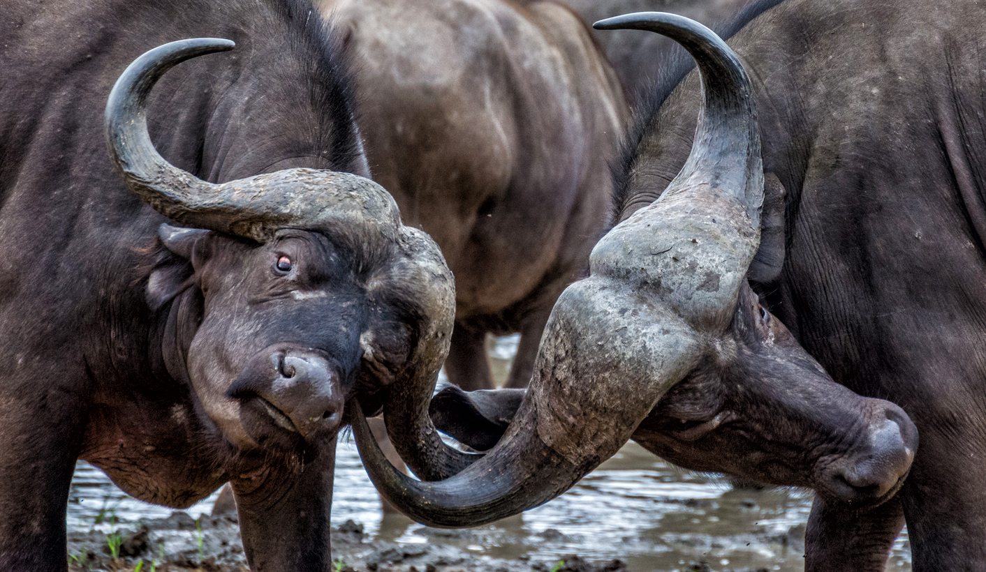 Op-Ed: The problem of being Wild and a Wanderer