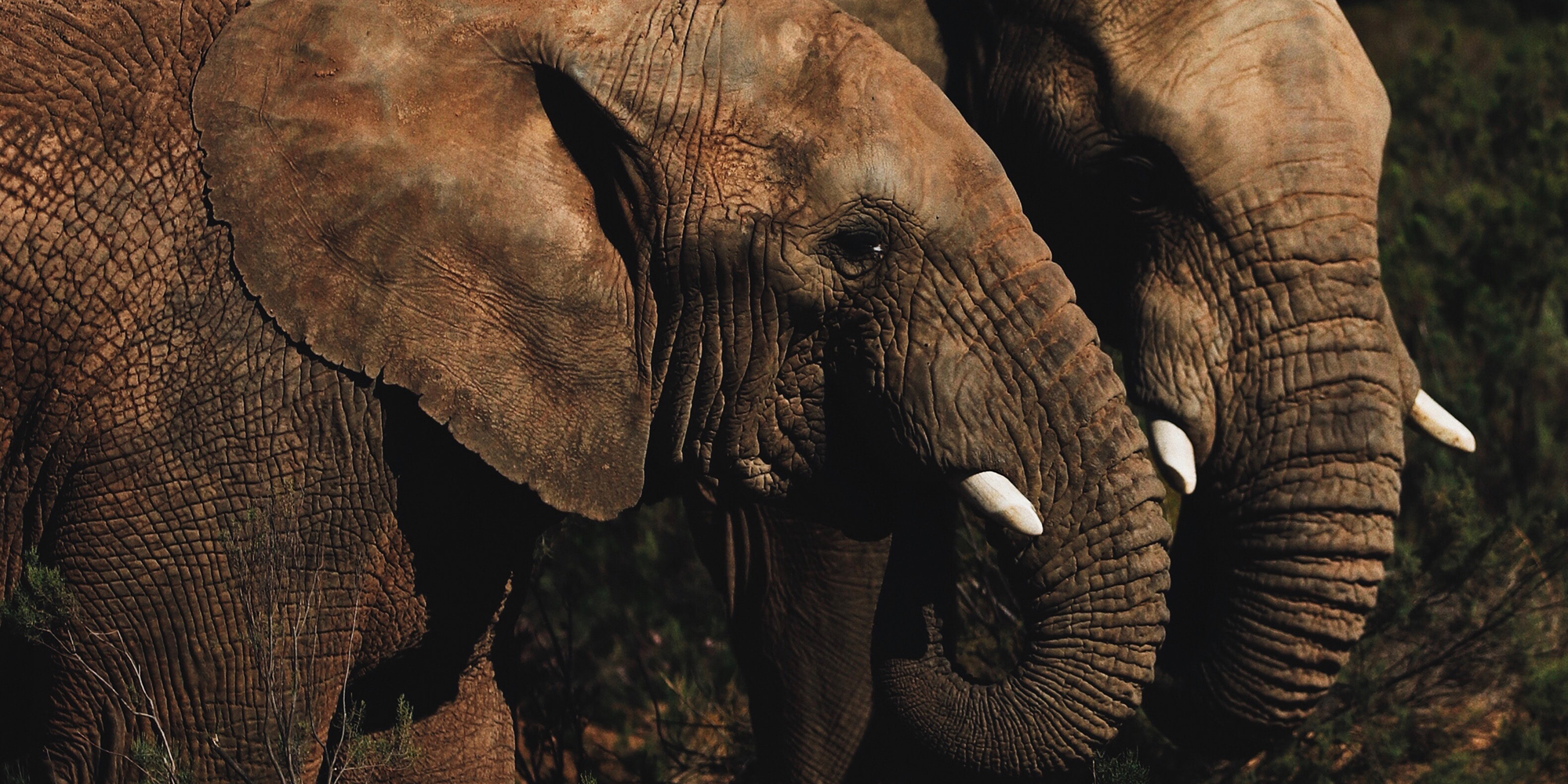 Pinnock-elephants-zoosTW option 2