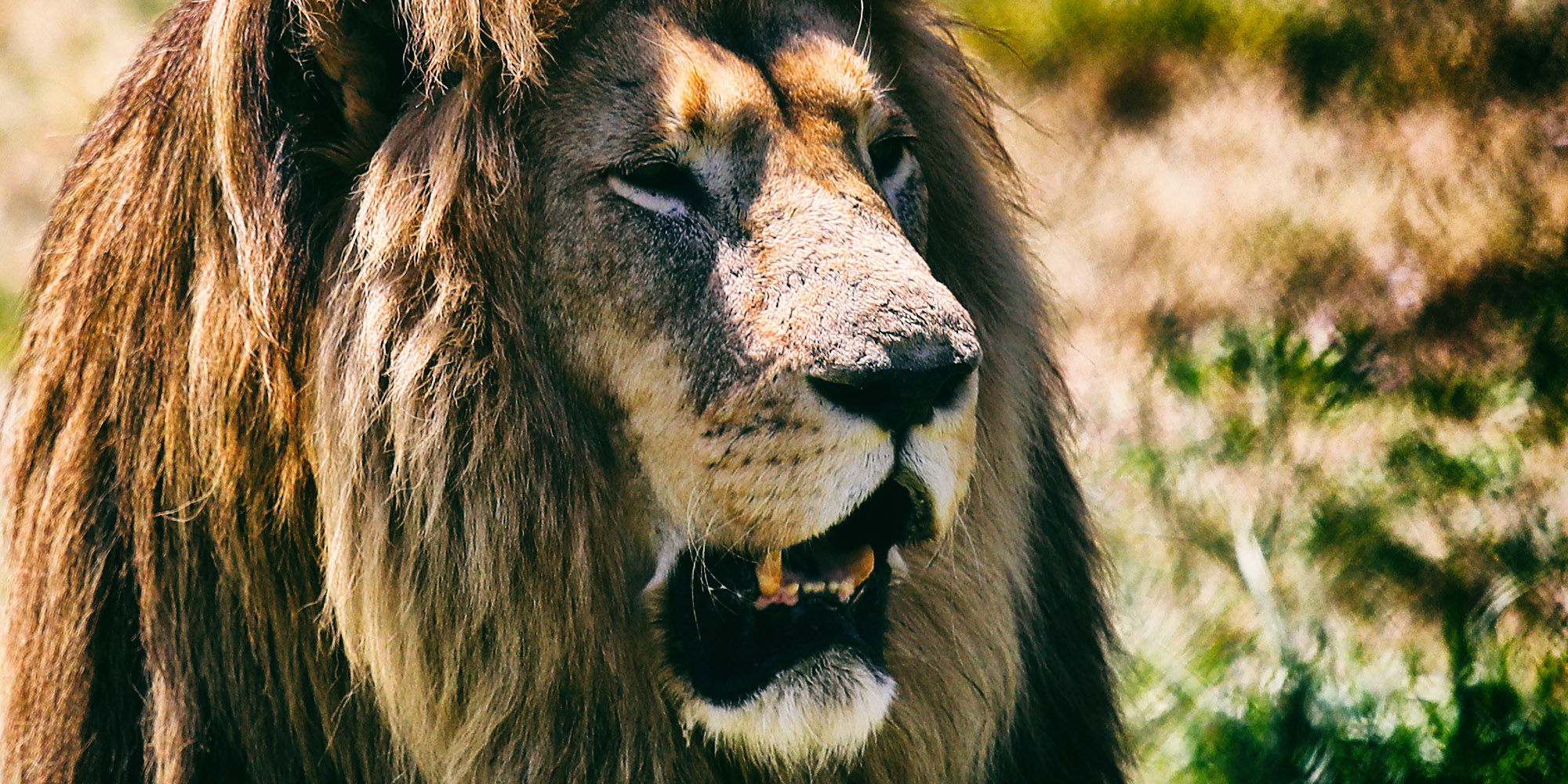 China’s ban on wildlife consumption is an overdue death knell for lion bone industry