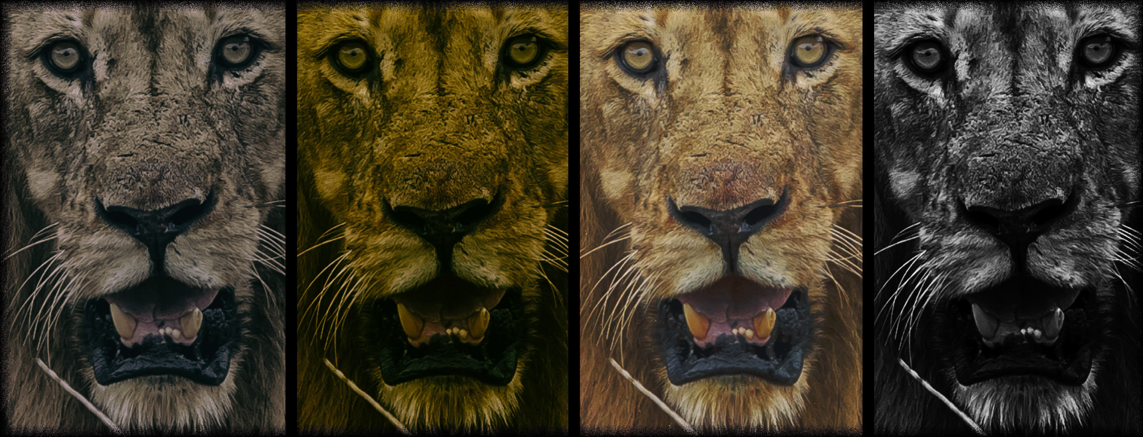 Living with wild animals, Part One: Cash cows or fellow beings?