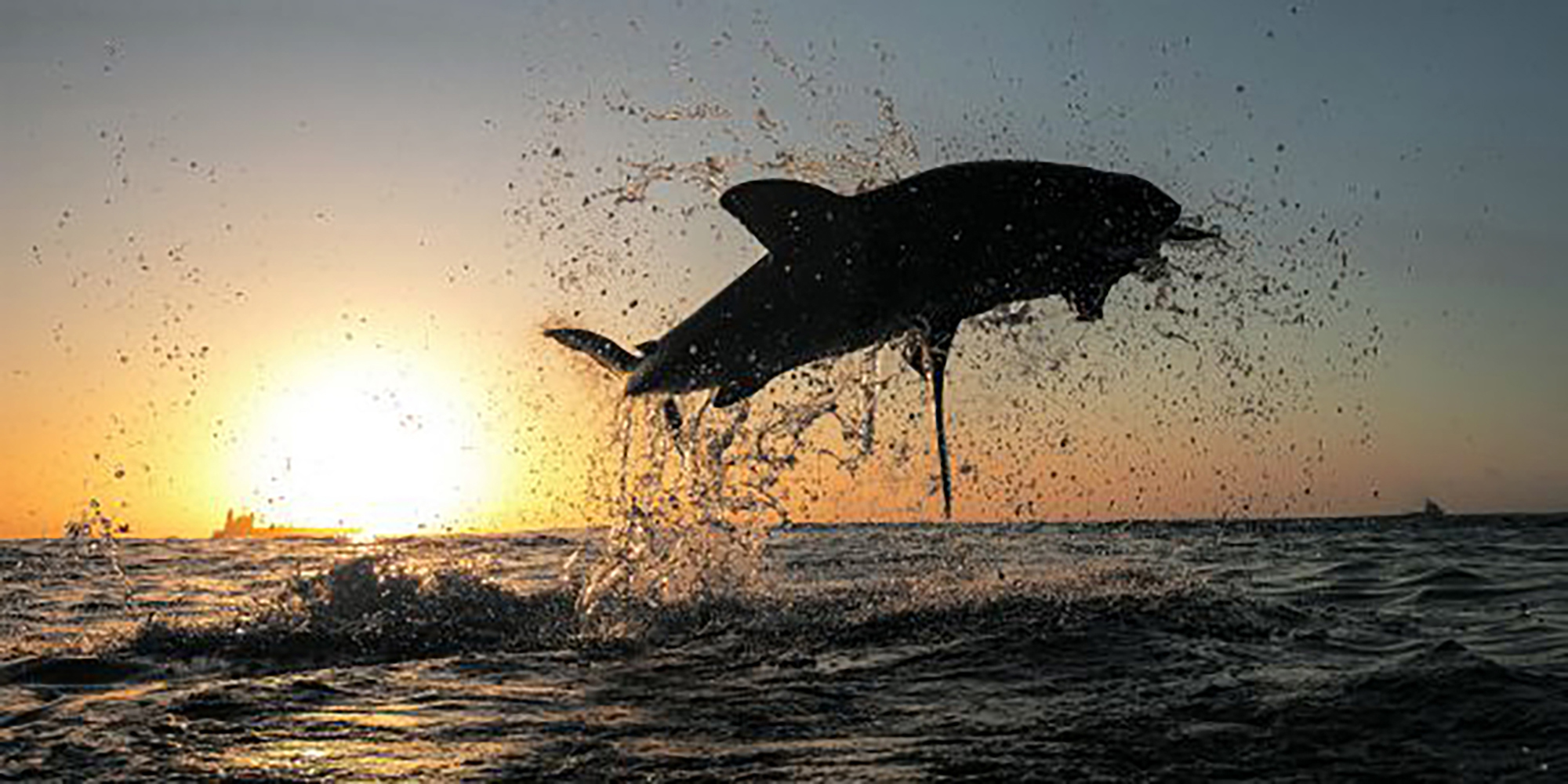 Are we starving great whites to death?