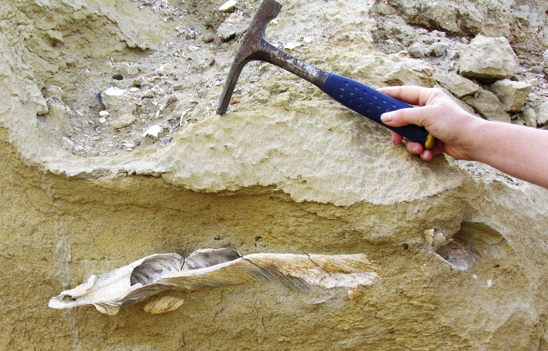 Fossil of previously unknown four-legged whale found in Egypt