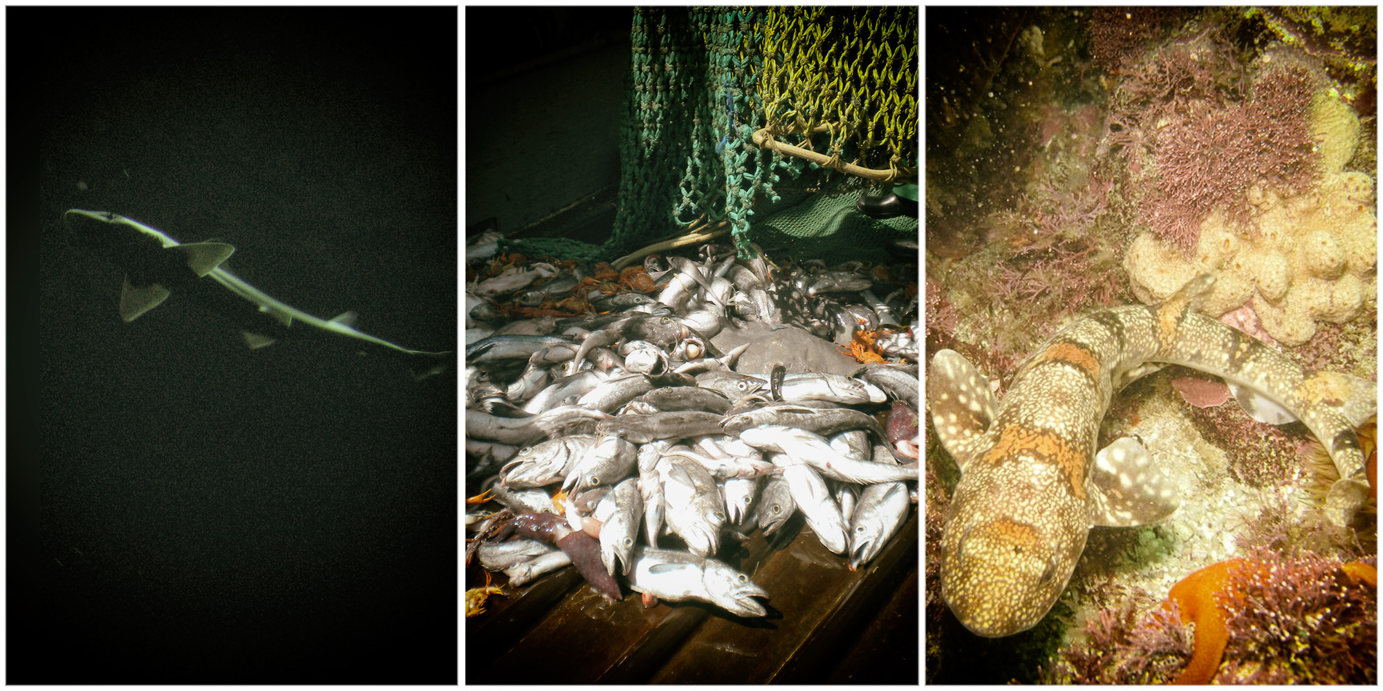 Limited monitoring and government oversight depleting shark populations