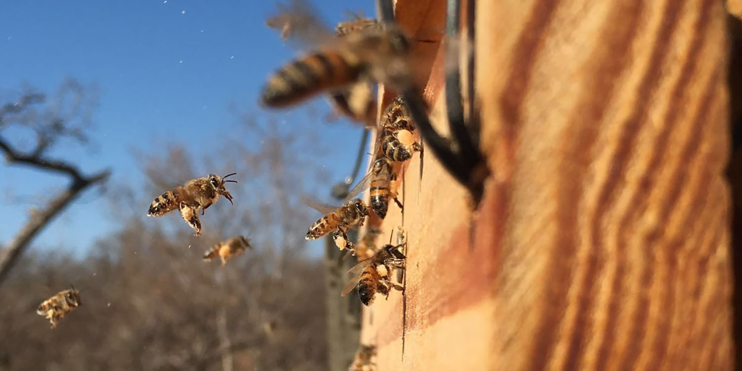 Pungent potions deployed to stop elephant tree-muggers