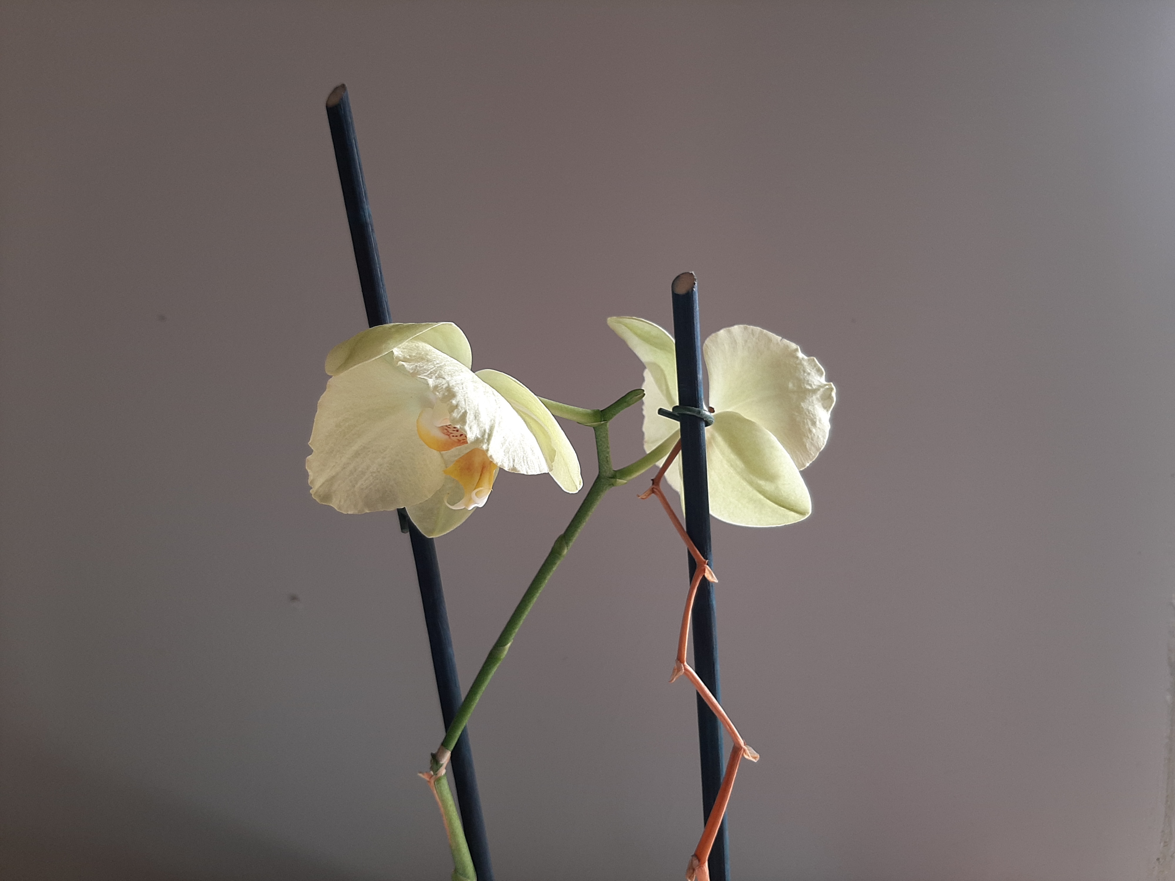 The leaves tell the story of the weeks passing by as military moves in