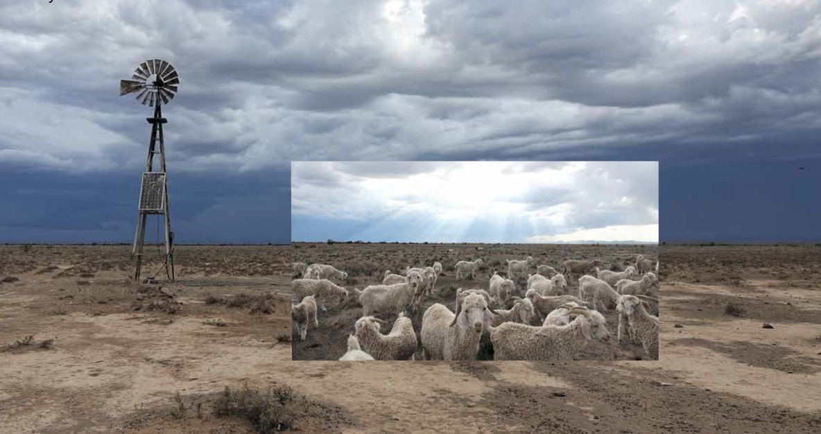 Mohair – a fibre named desire