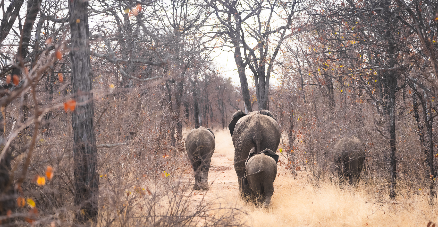 Selati-Bloom inset 3