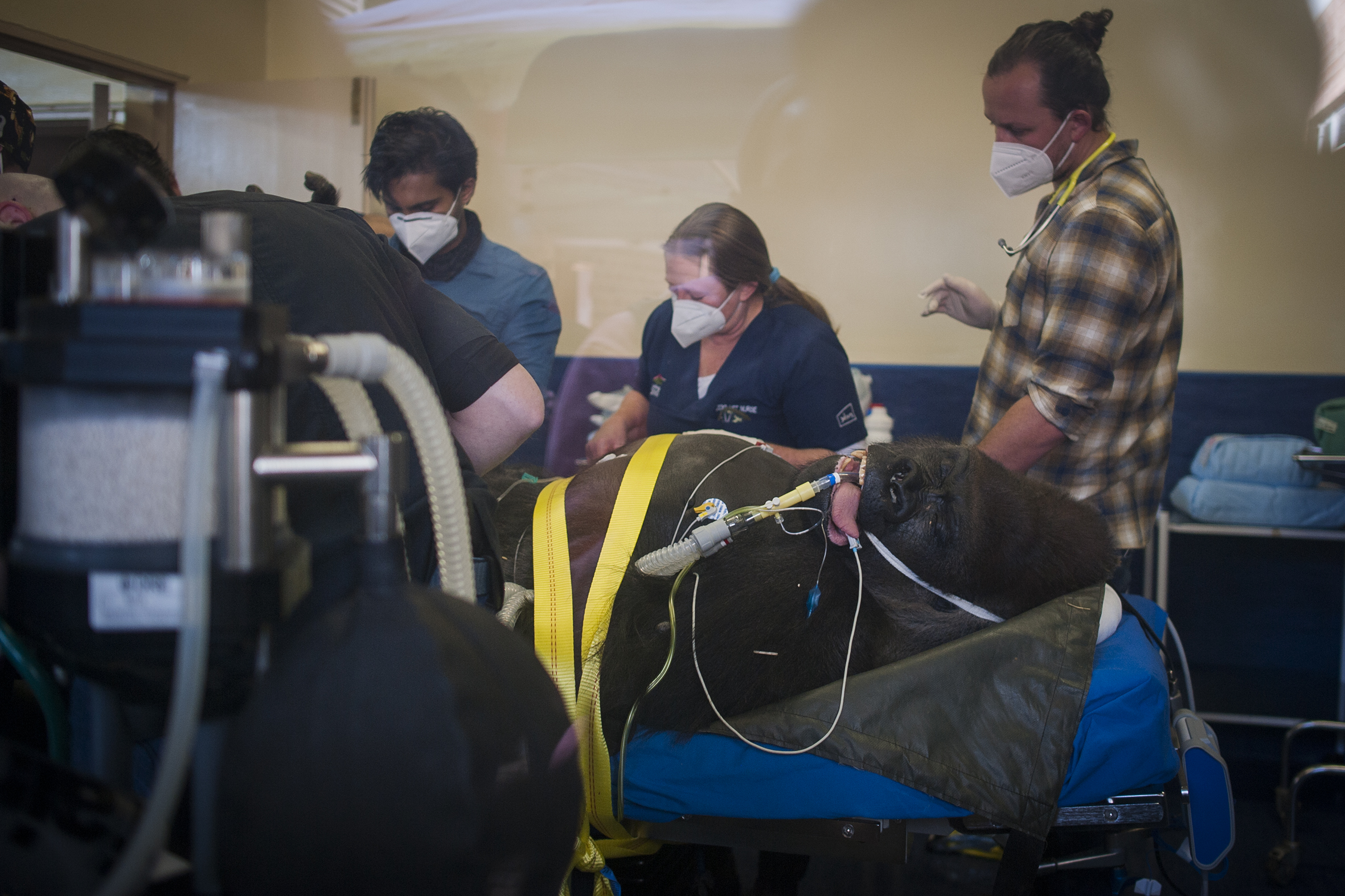 Gorilla Makokou doing well after surgery