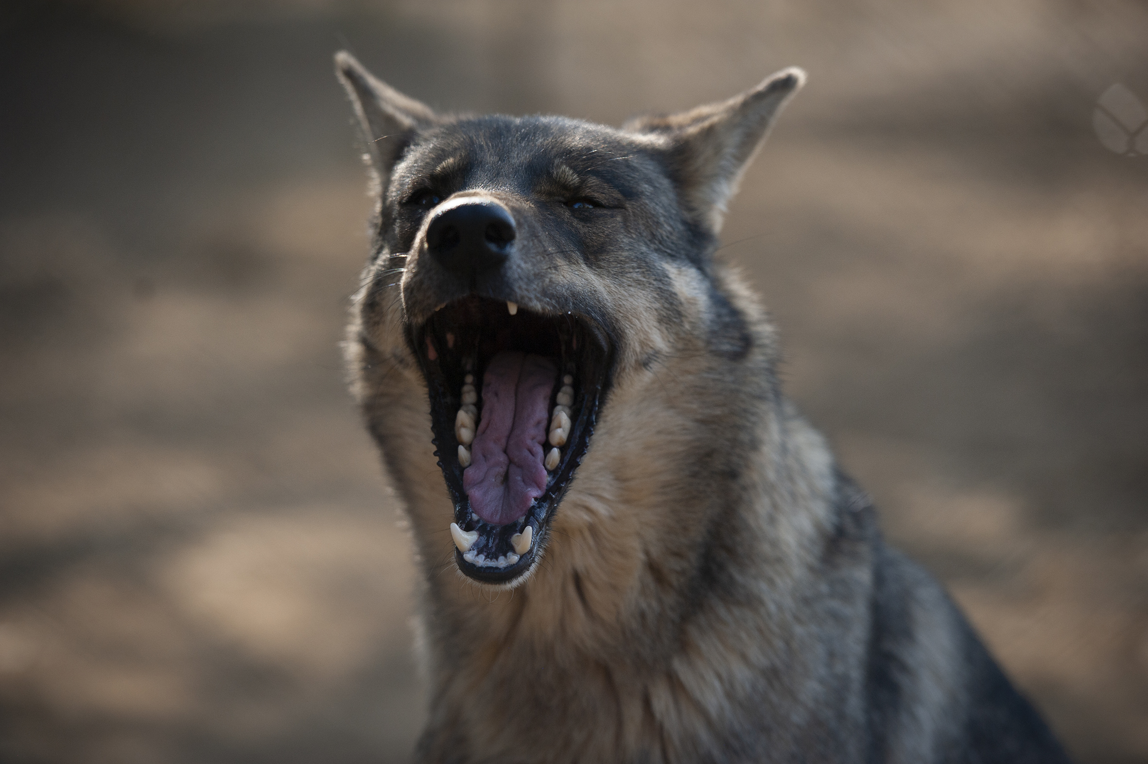 Pandemic takes a bite at wolf sanctuary