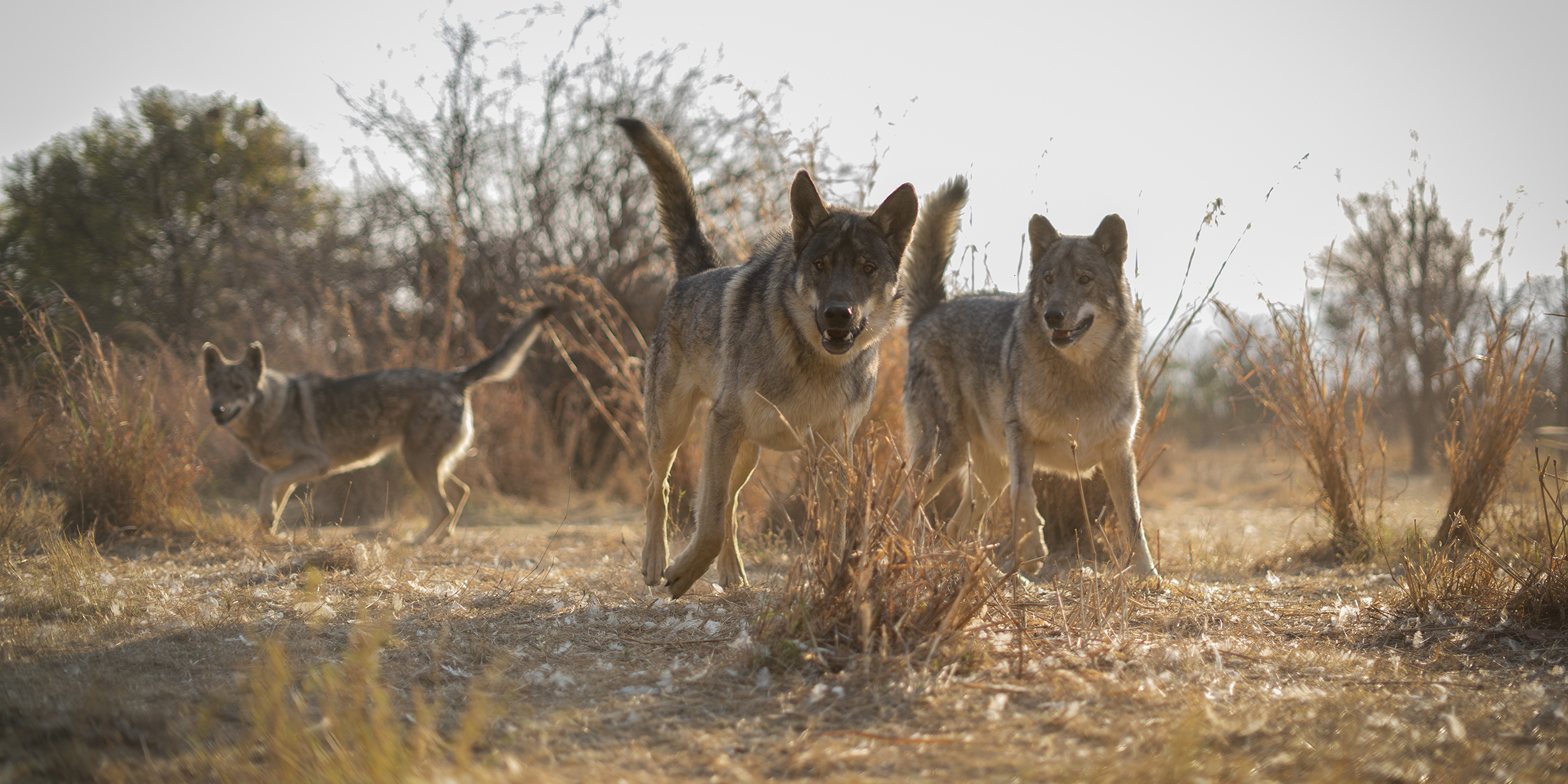 Pandemic takes a bite at wolf sanctuary
