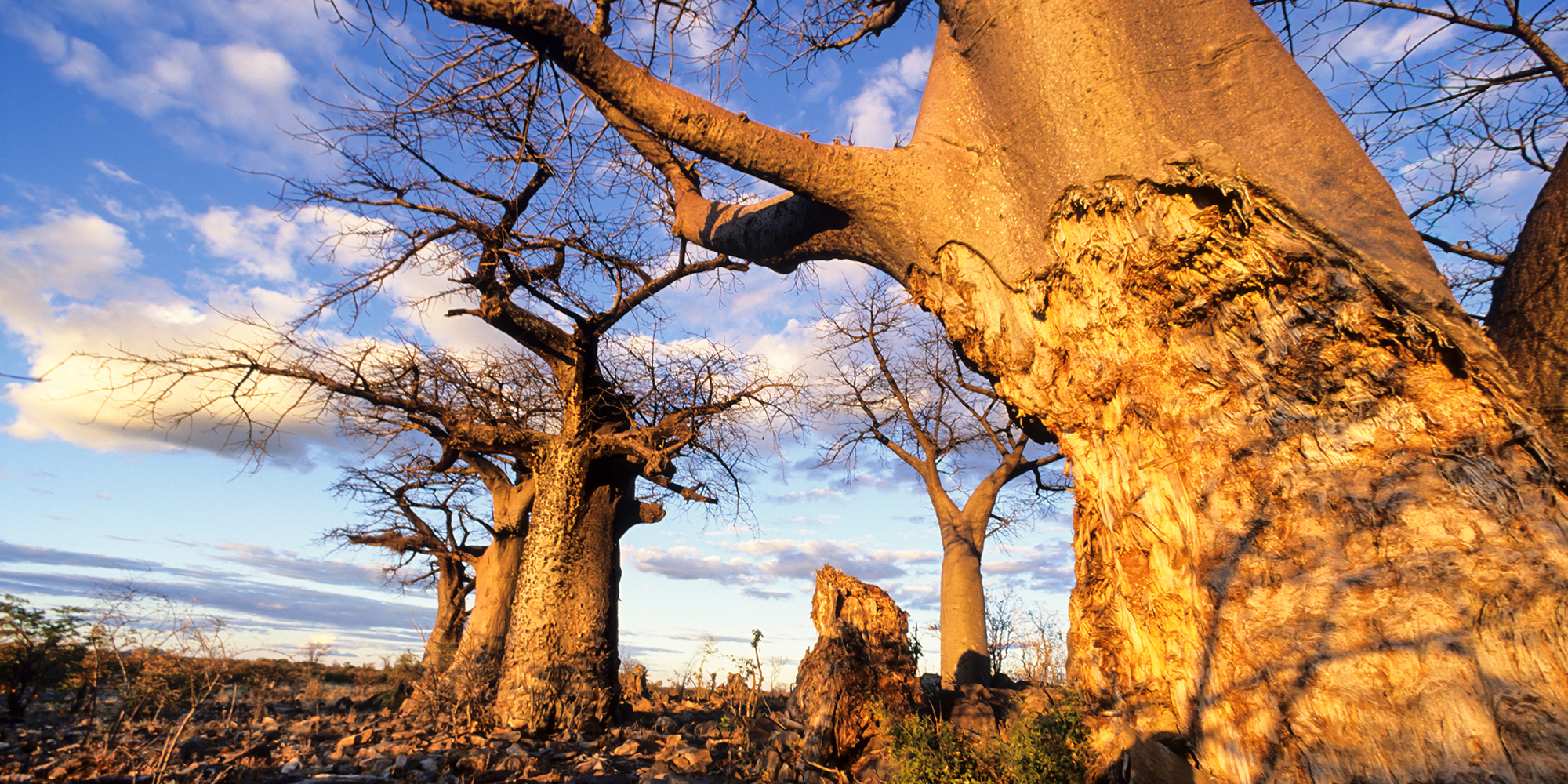The story of an Mfecane mega-drought is written in the trees
