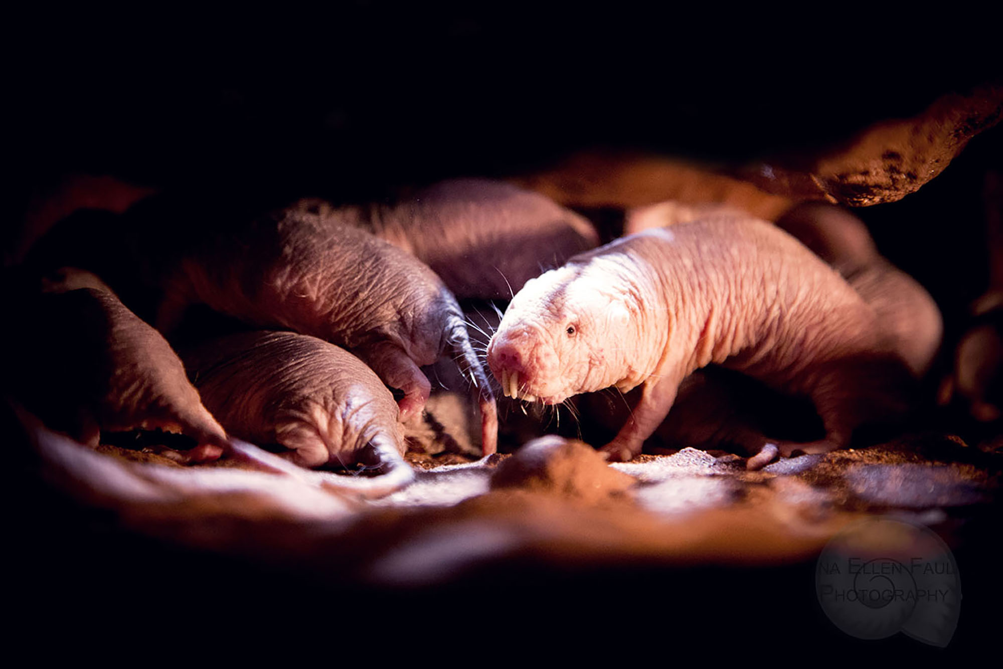 Underground talk: Sorry, who do you wish to squeak to? For the naked mole rat, it won’t be any old rodent