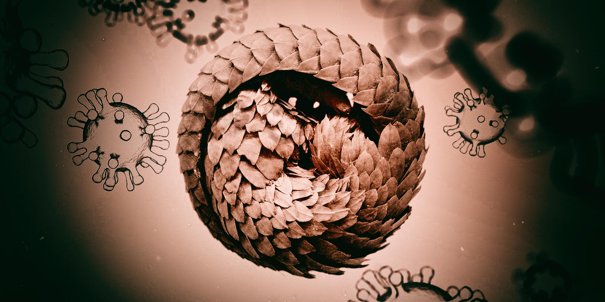 Scales tip in favour of pangolins as hosts of Coronavirus ‘transition’