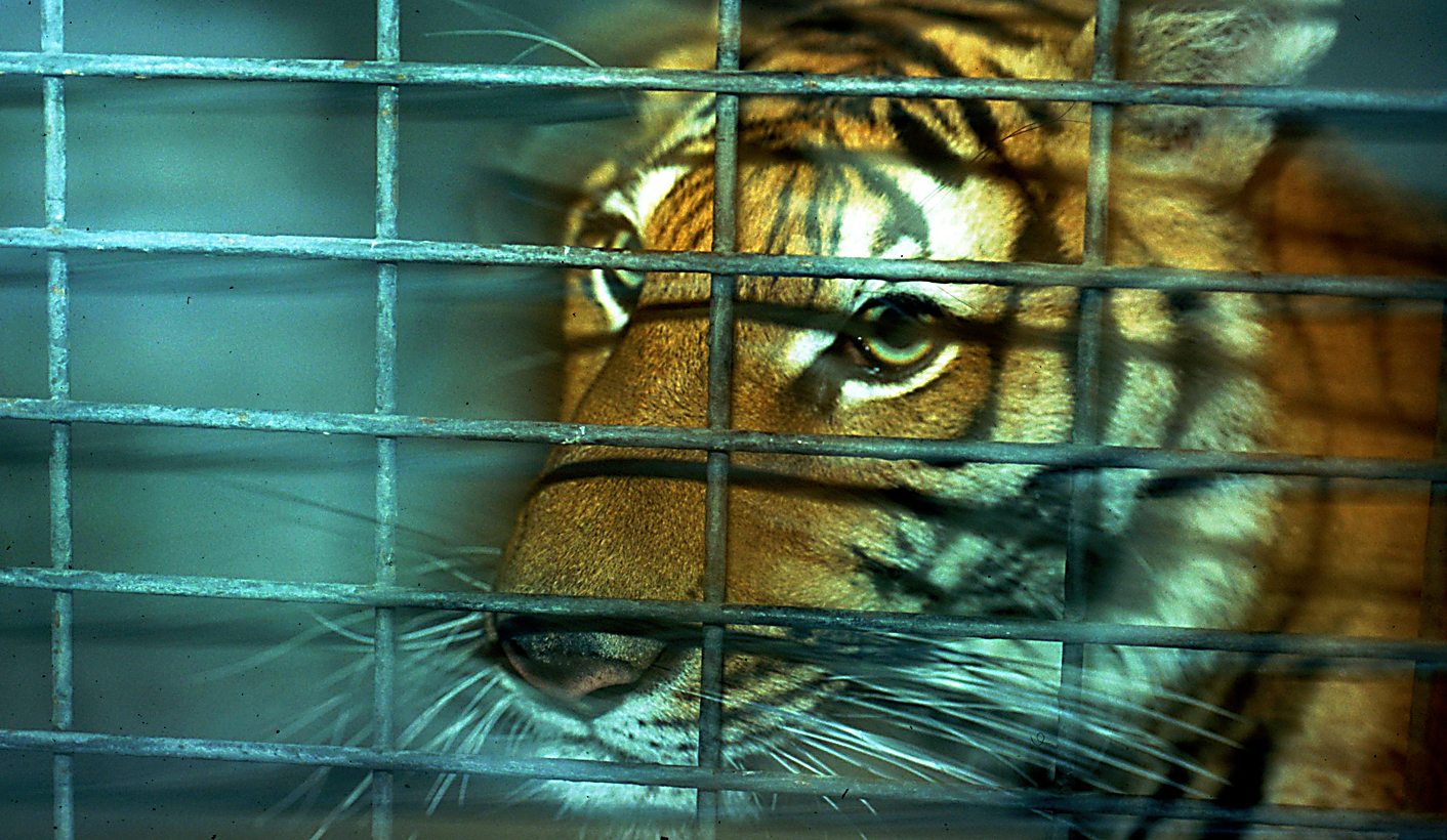 Breeding and trading endangered wild animals is not conservation – it threatens their survival