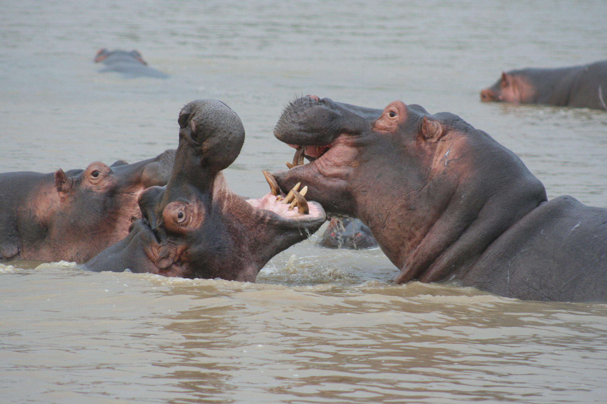 Department of Environment, Forestry and Fisheries blows nearly R3bn in irregular expenditure