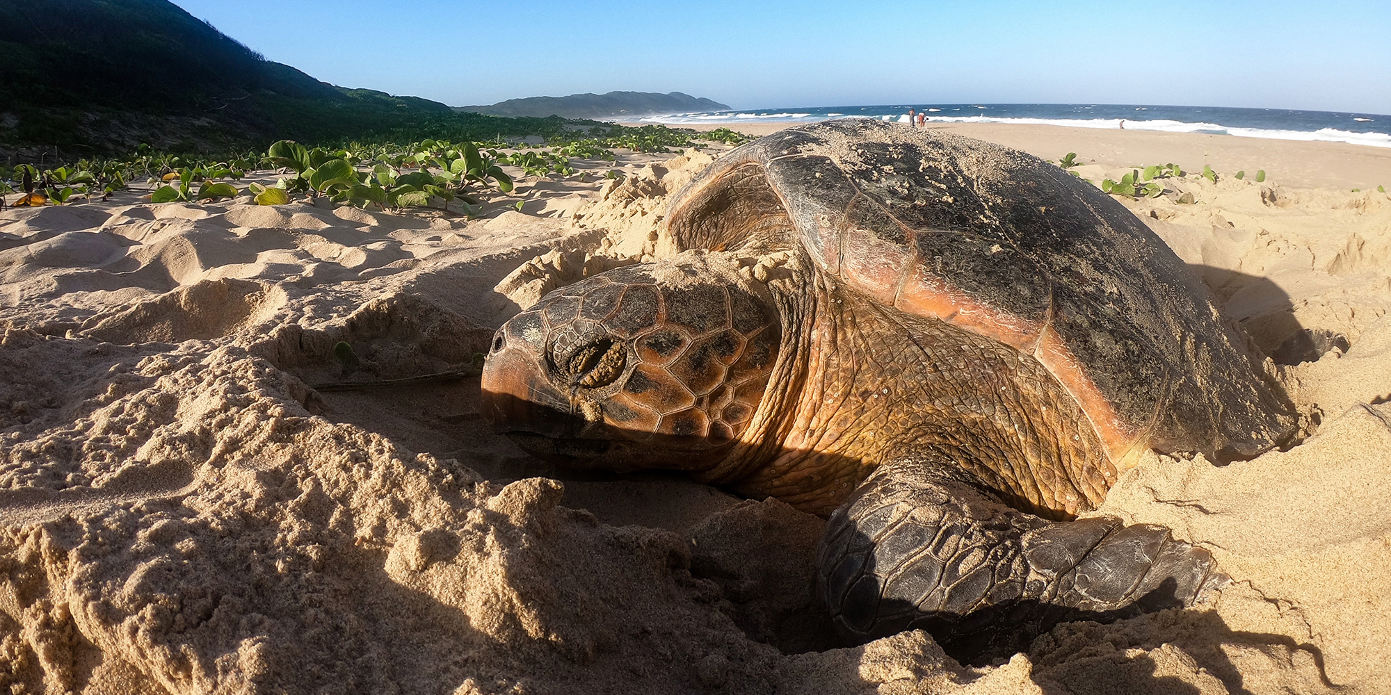 Starlight express: Night adventures among the turtles of Bhanga Nek