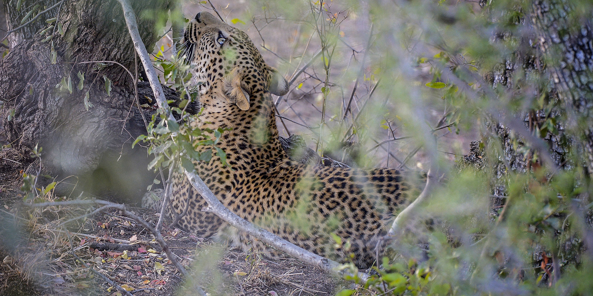 Safari industry focuses on surviving Covid-19