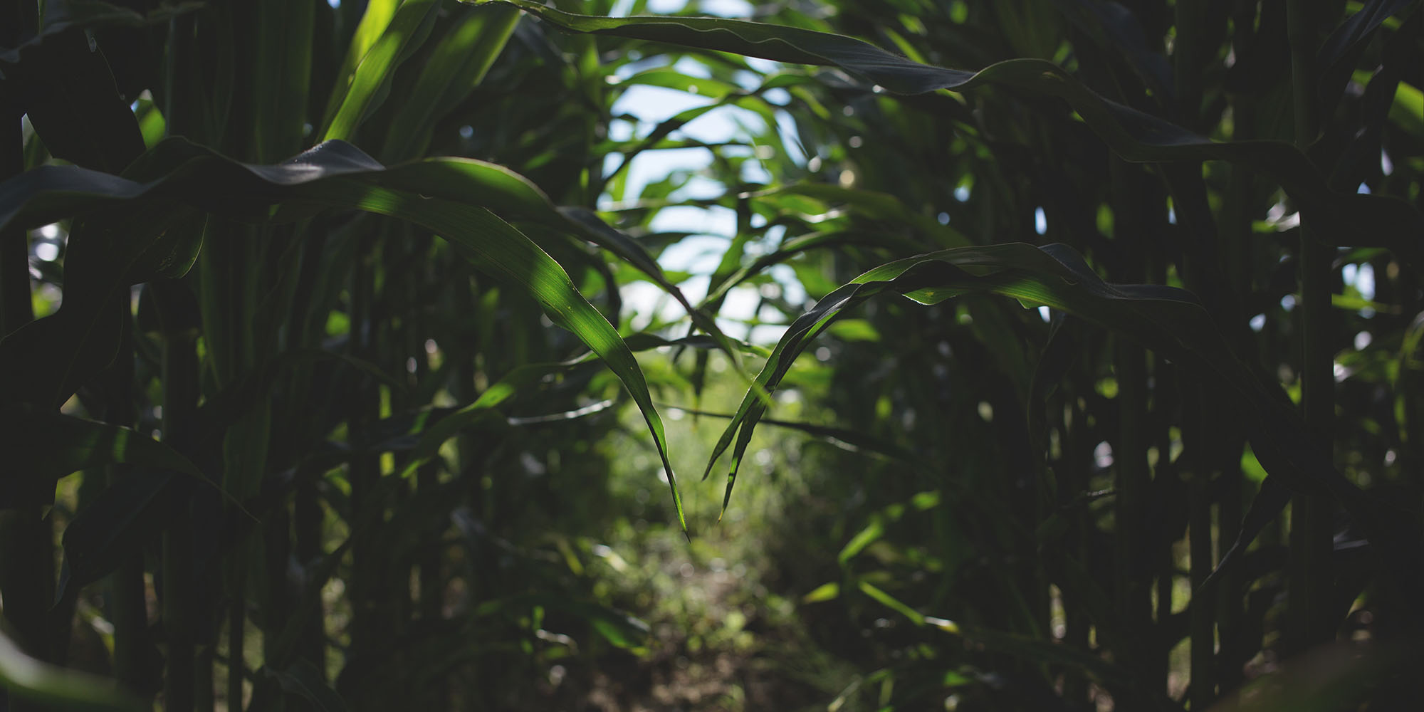 US maize production likely to decline, boosting local prices