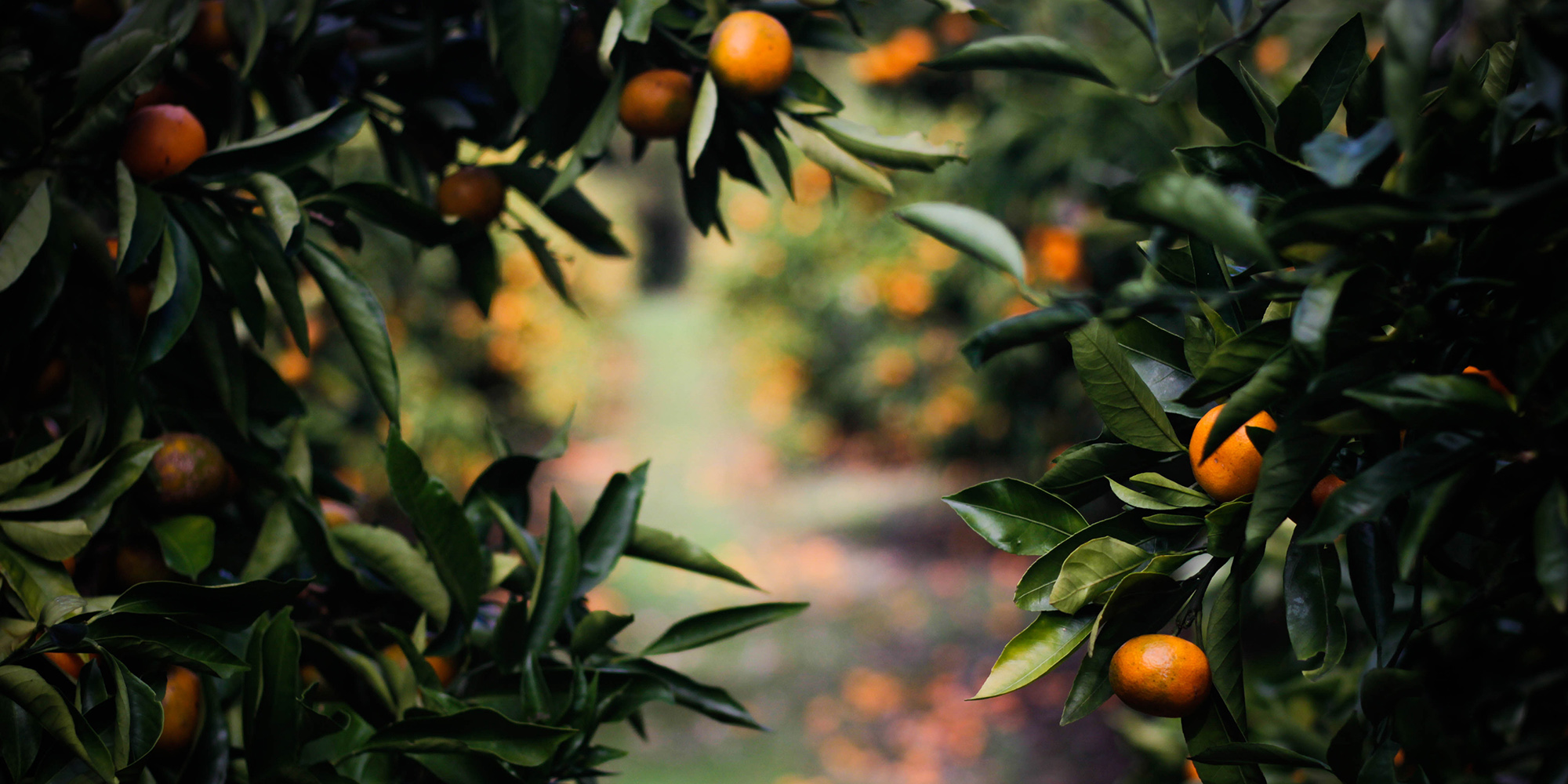 Horticulture is blooming, but there’s still room for growth