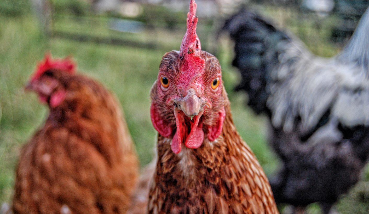 AGOA, Inc: When Chickens Come Home to Roast