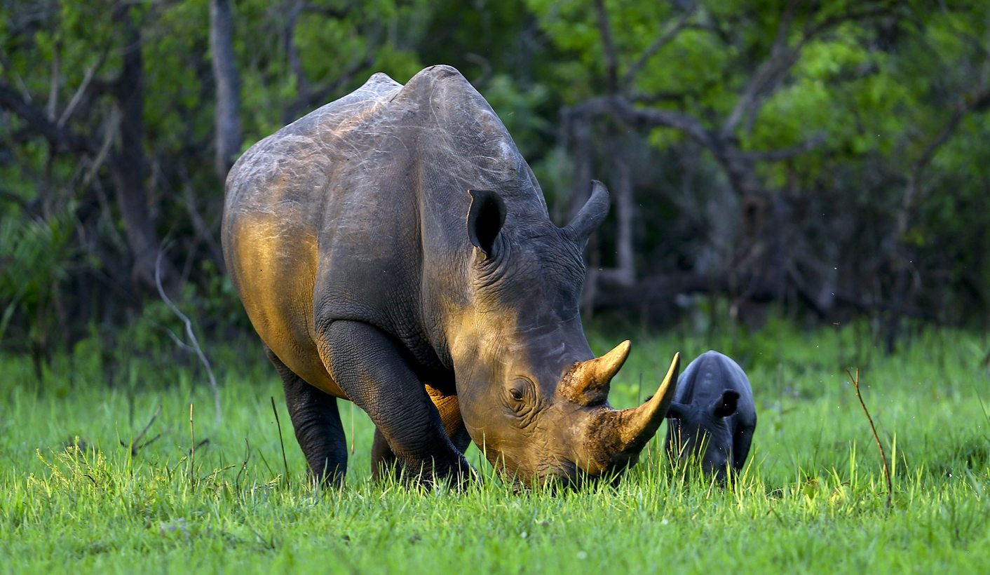 Op-Ed: Want to save rhinos? Look beyond guns and trade