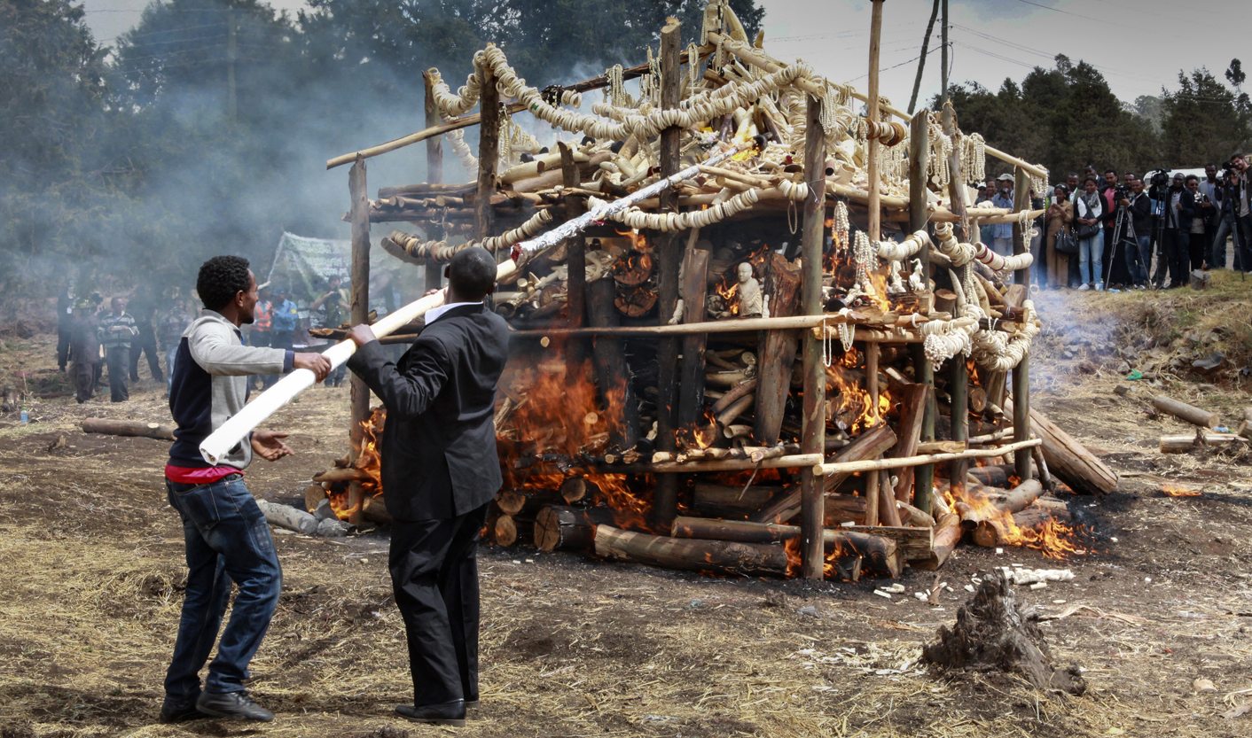 World Elephant Day: Study calls for domestic trade bans and projects to cut demand for ivory