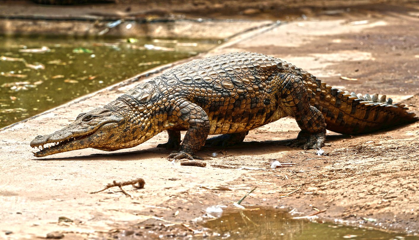 The great, green, greasy Limpopo's 7,000 jaws that snap