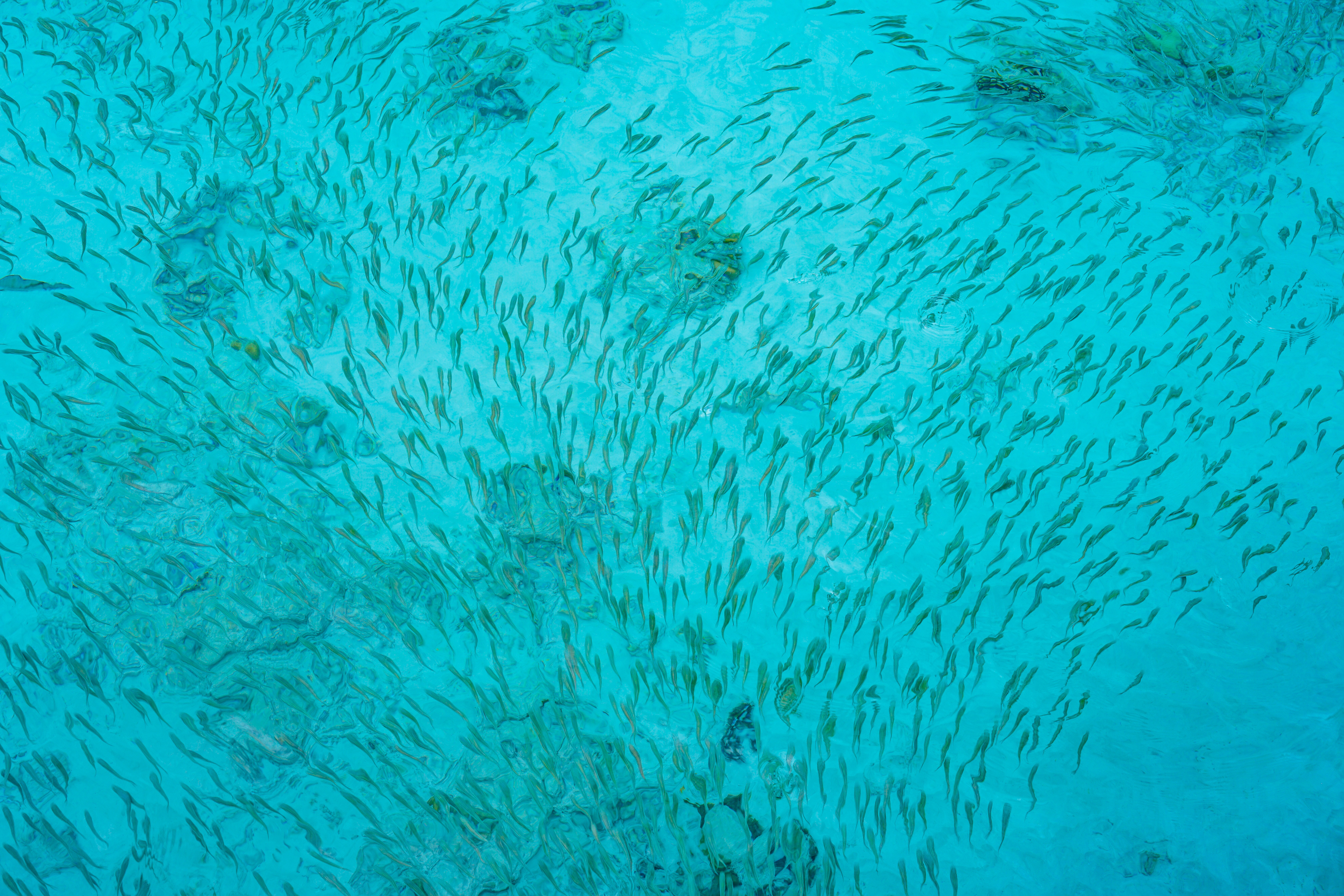 Roll up for the Greatest Shoal on Earth