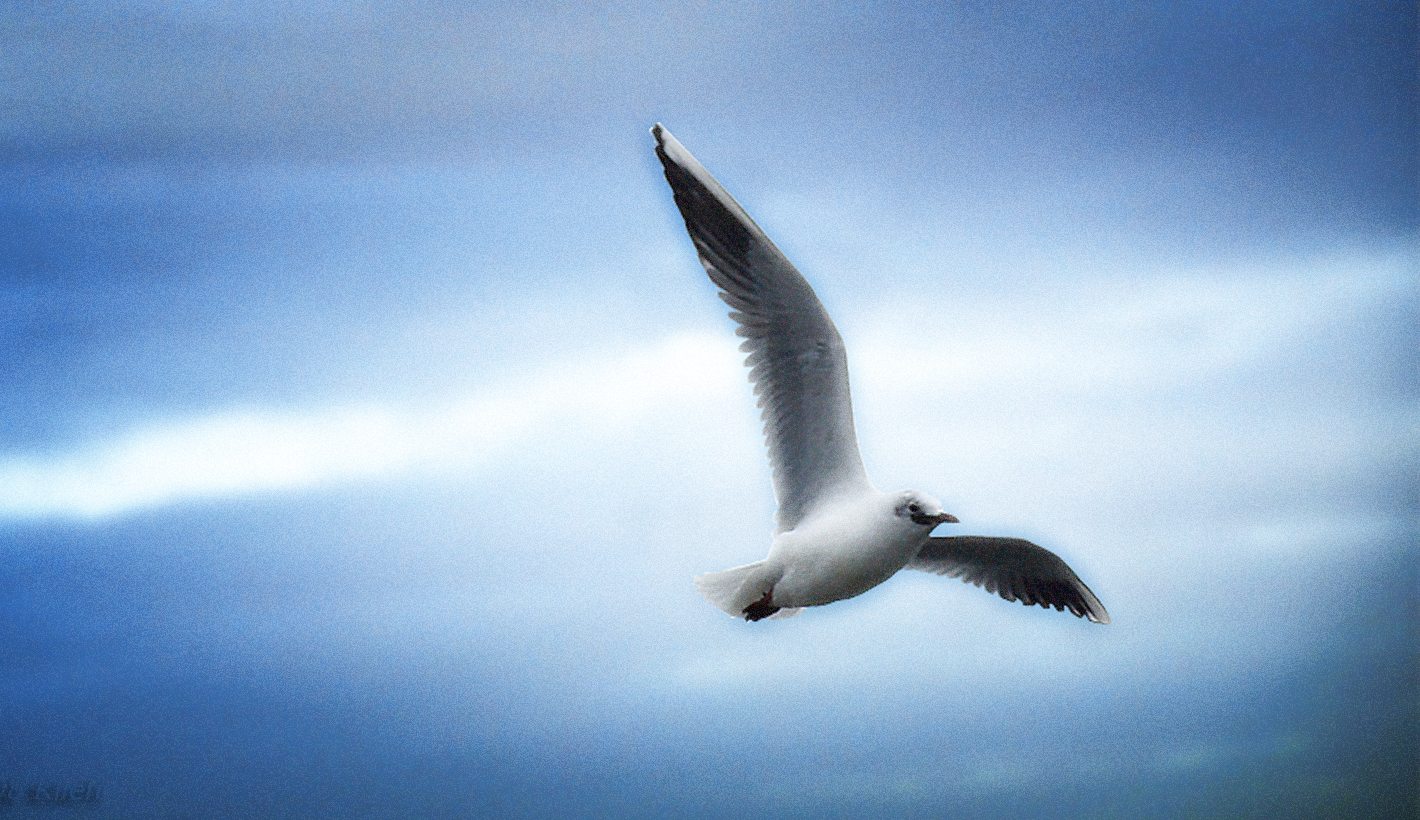 Joshua Broomberg, a schoolboy defending our most fundamental right