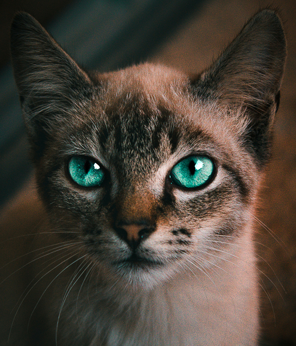 Apocalypse Miaow II: ‘Keep cats inside property’, SANParks urges Capetonians