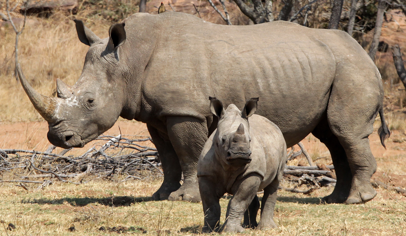 The fight to save SA's rhinos: What the Minister didn't say