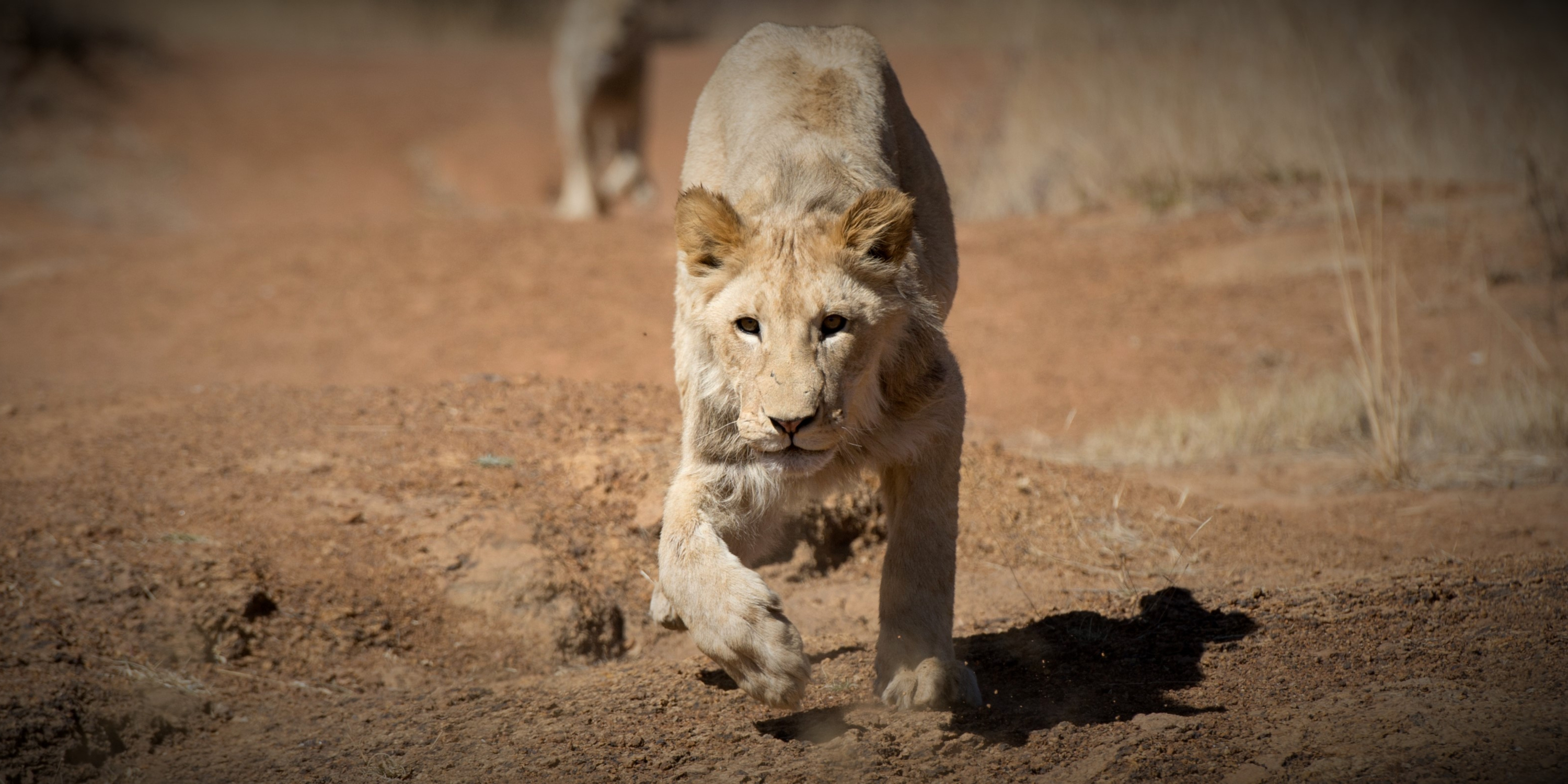 Parliament moves to put the brakes on 'unethical' captive lion breeding and bone trade