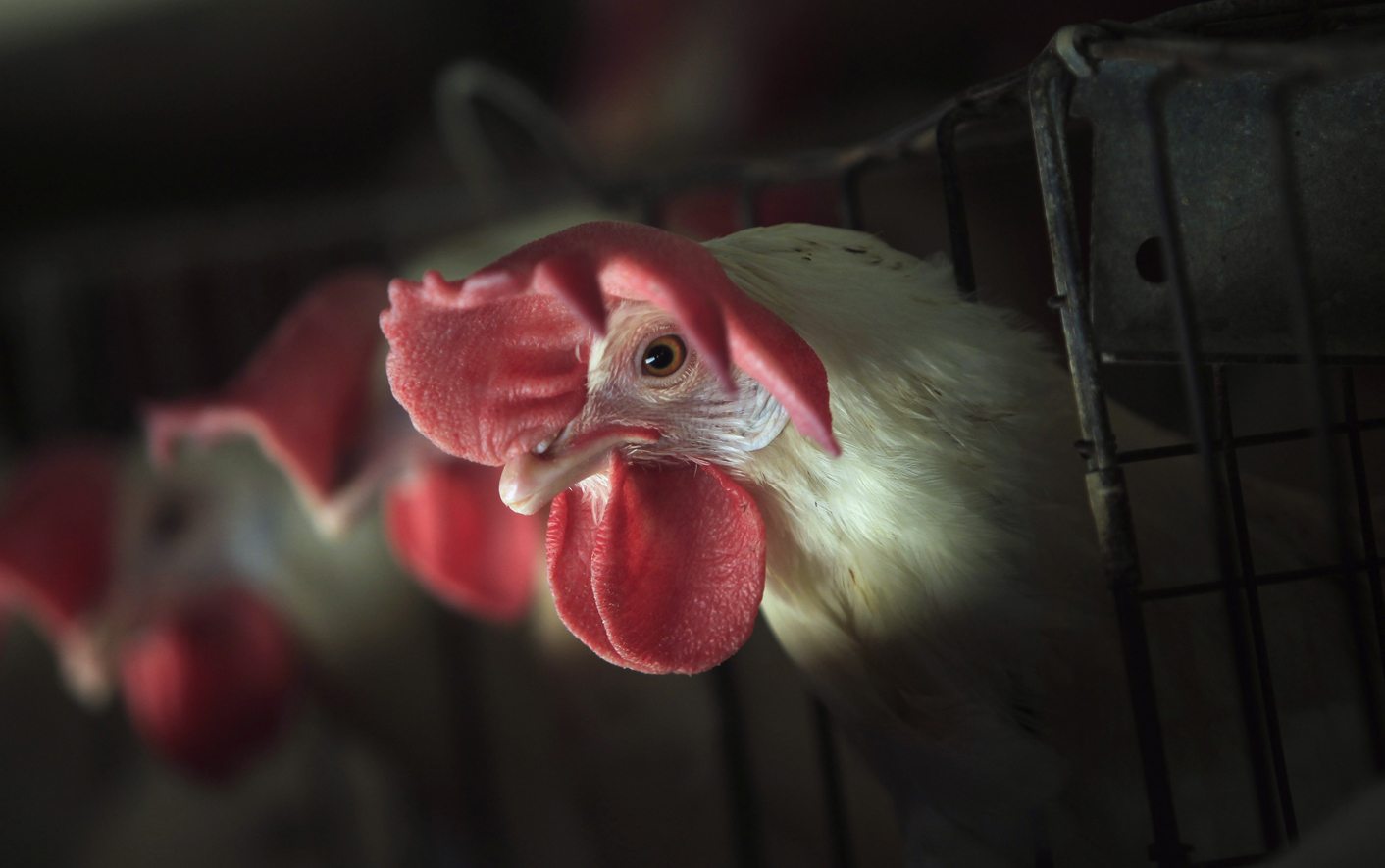 No Sign Of Human Transmission In New Bird Flu Appearance-WHO