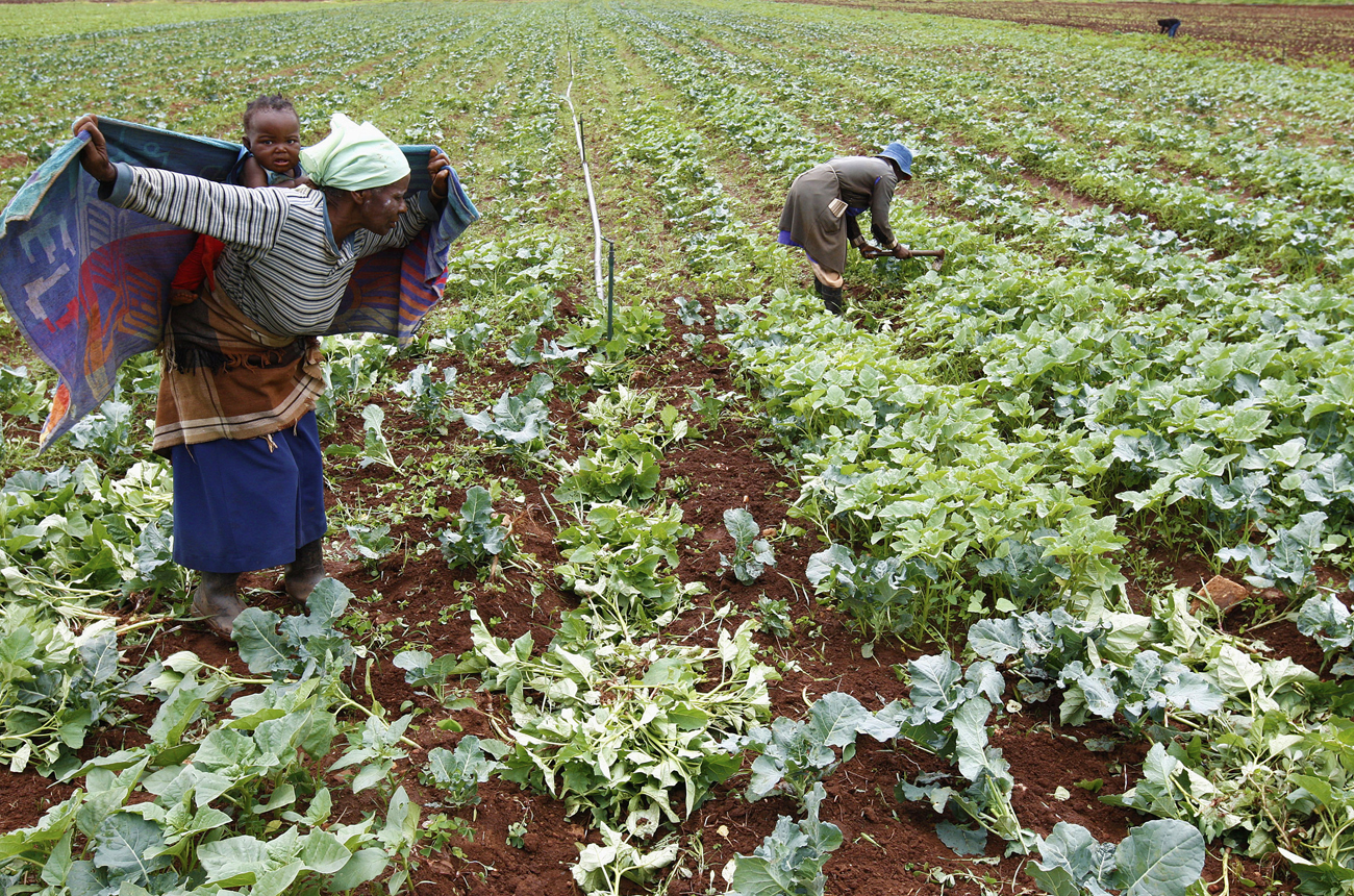 Land reform green paper out, at last. Almost.