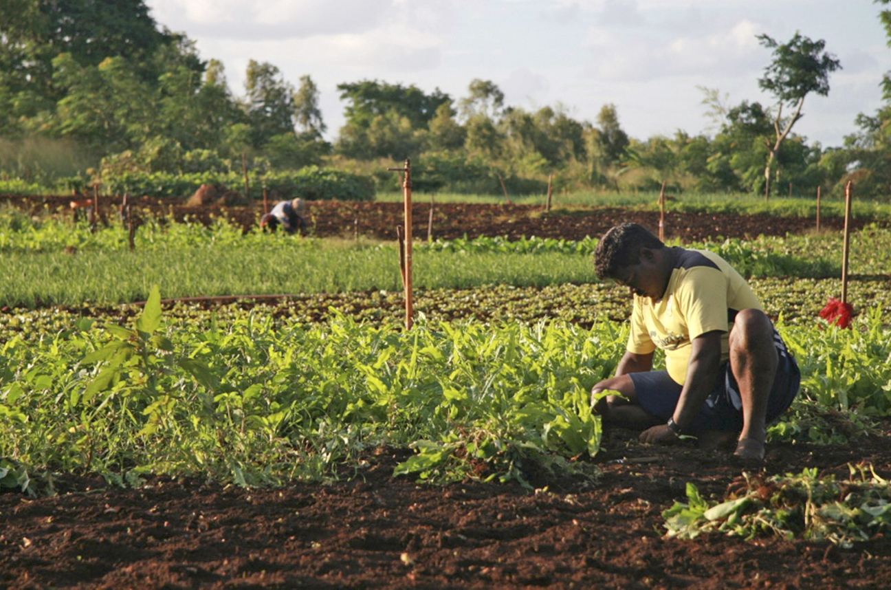mauritius farming