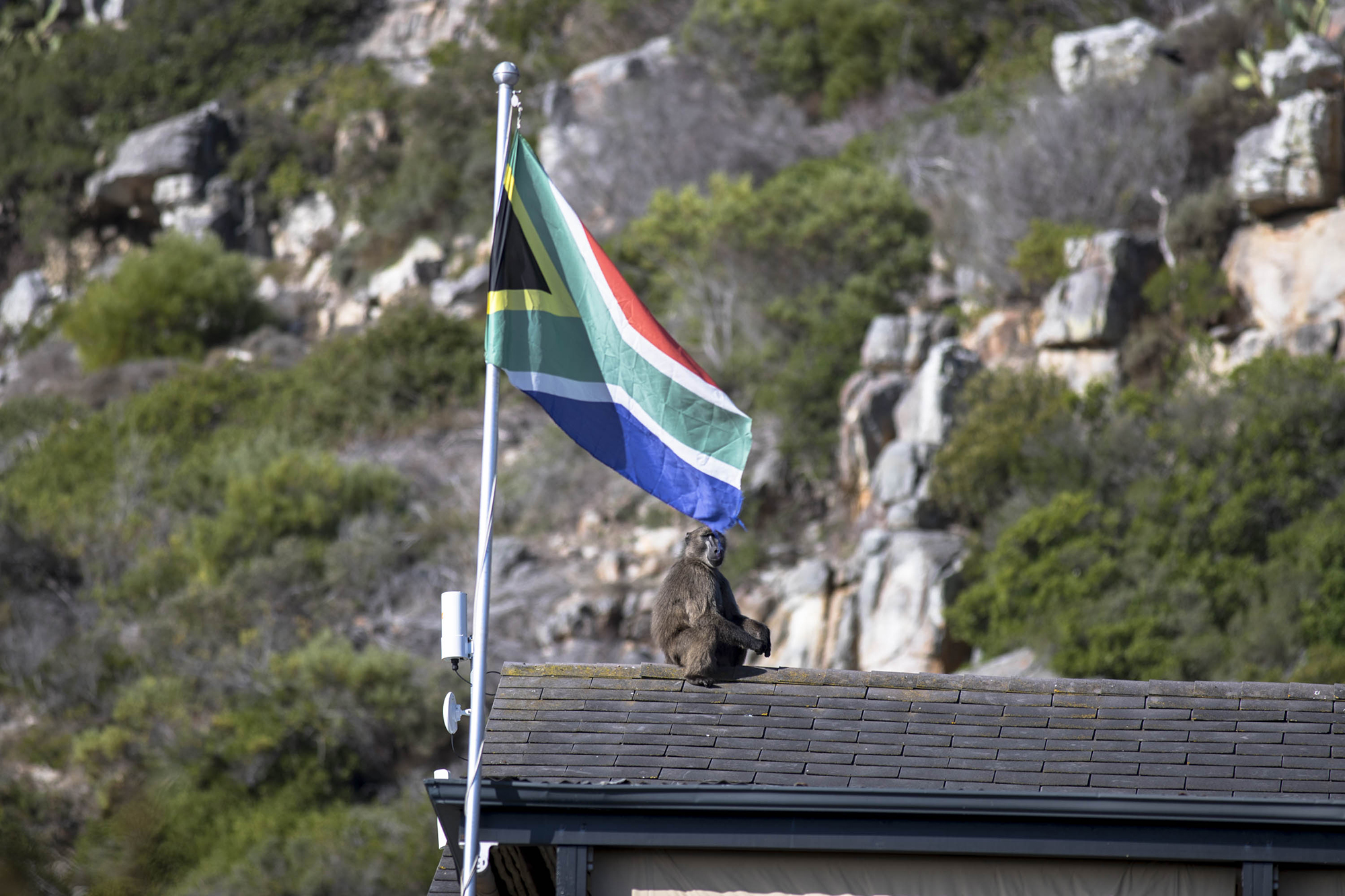 #BringBackKataza: How the Cape went ape over a single baboon