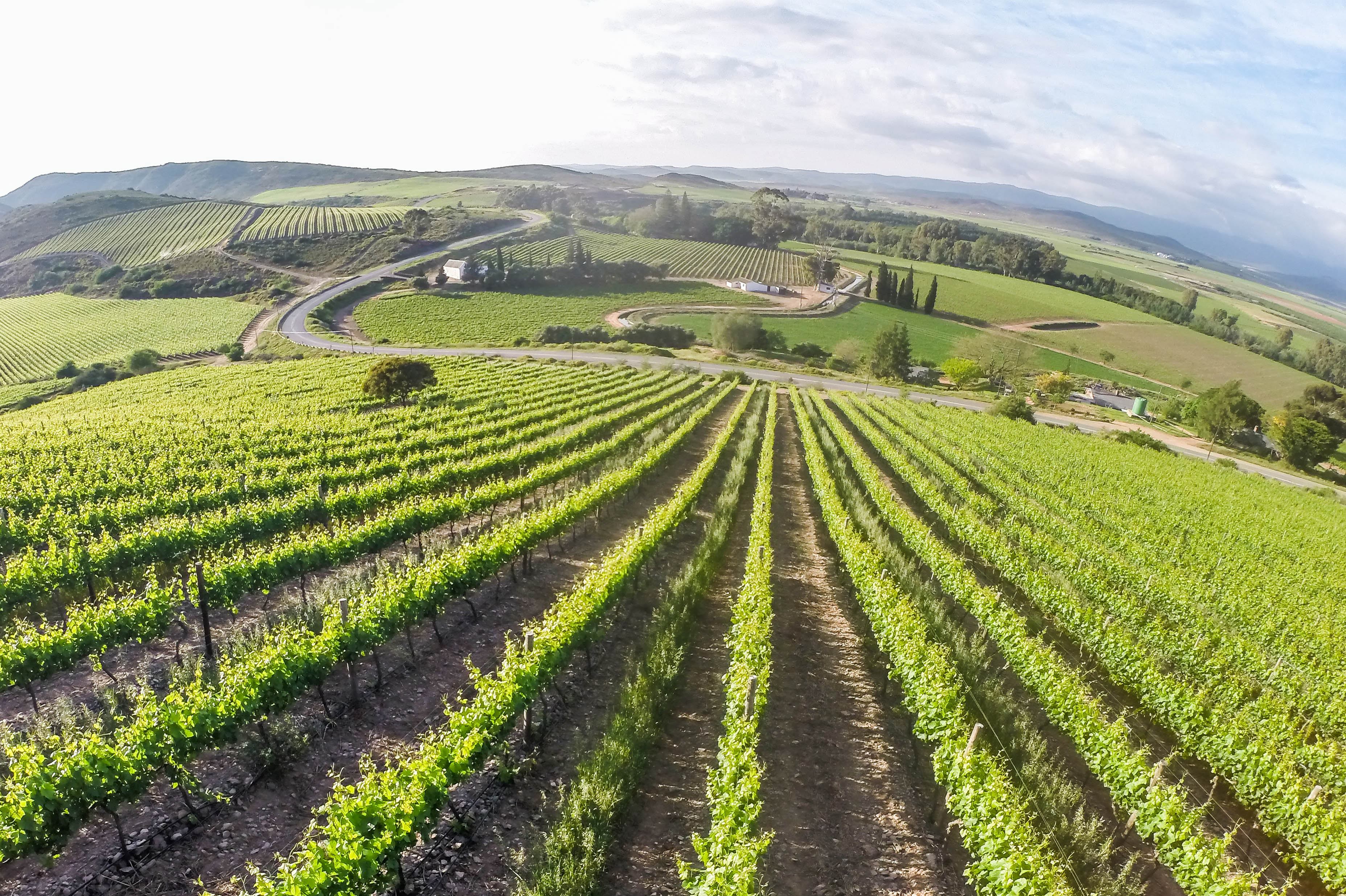 The wine industry during lockdown