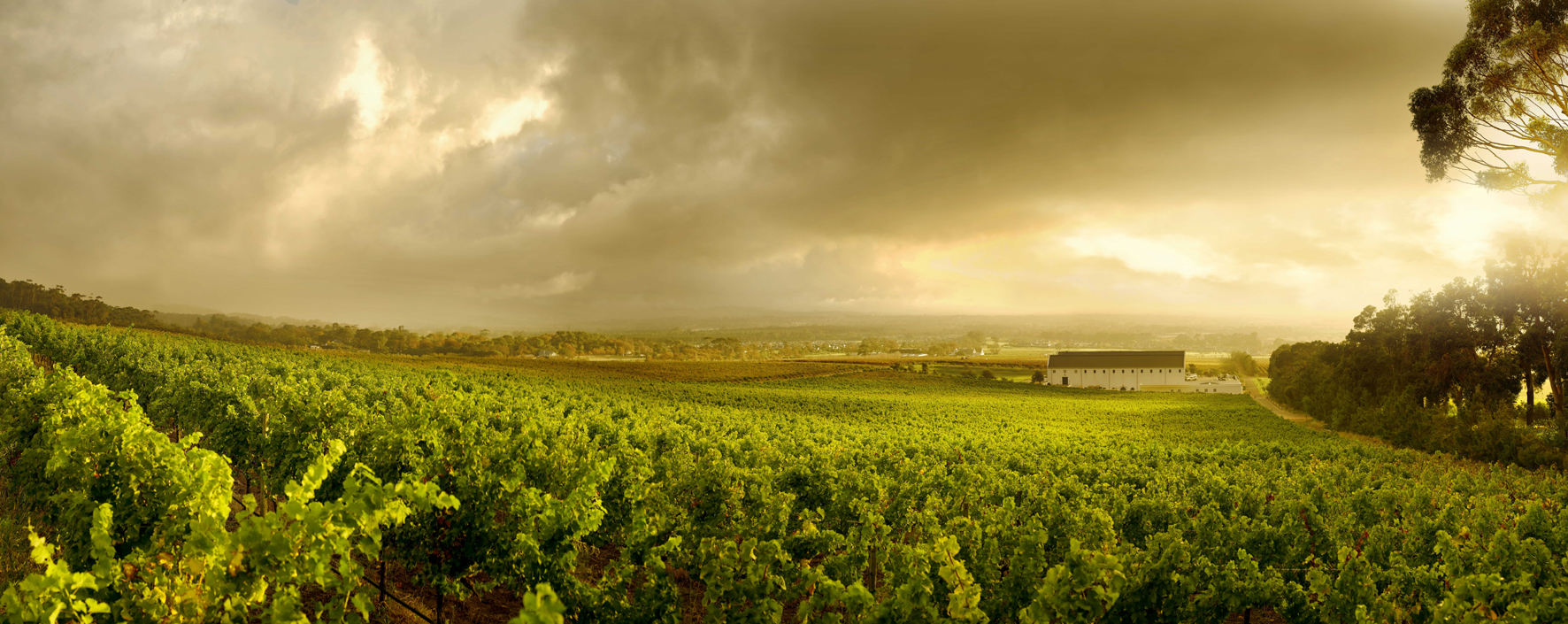 New look for a Tokai classic honours founder Catharina Ras