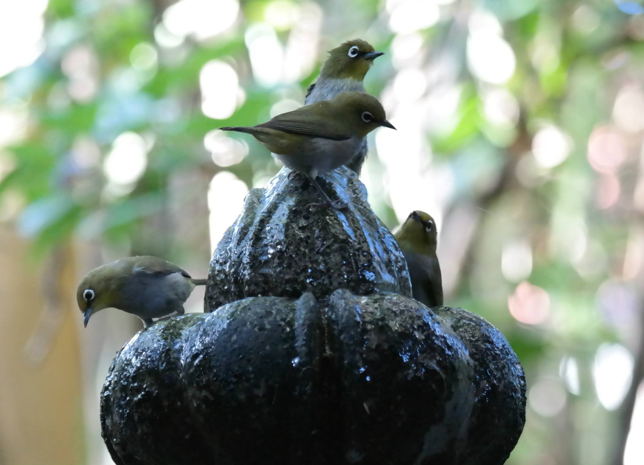 Do poorer communities have fewer plant and animal species?