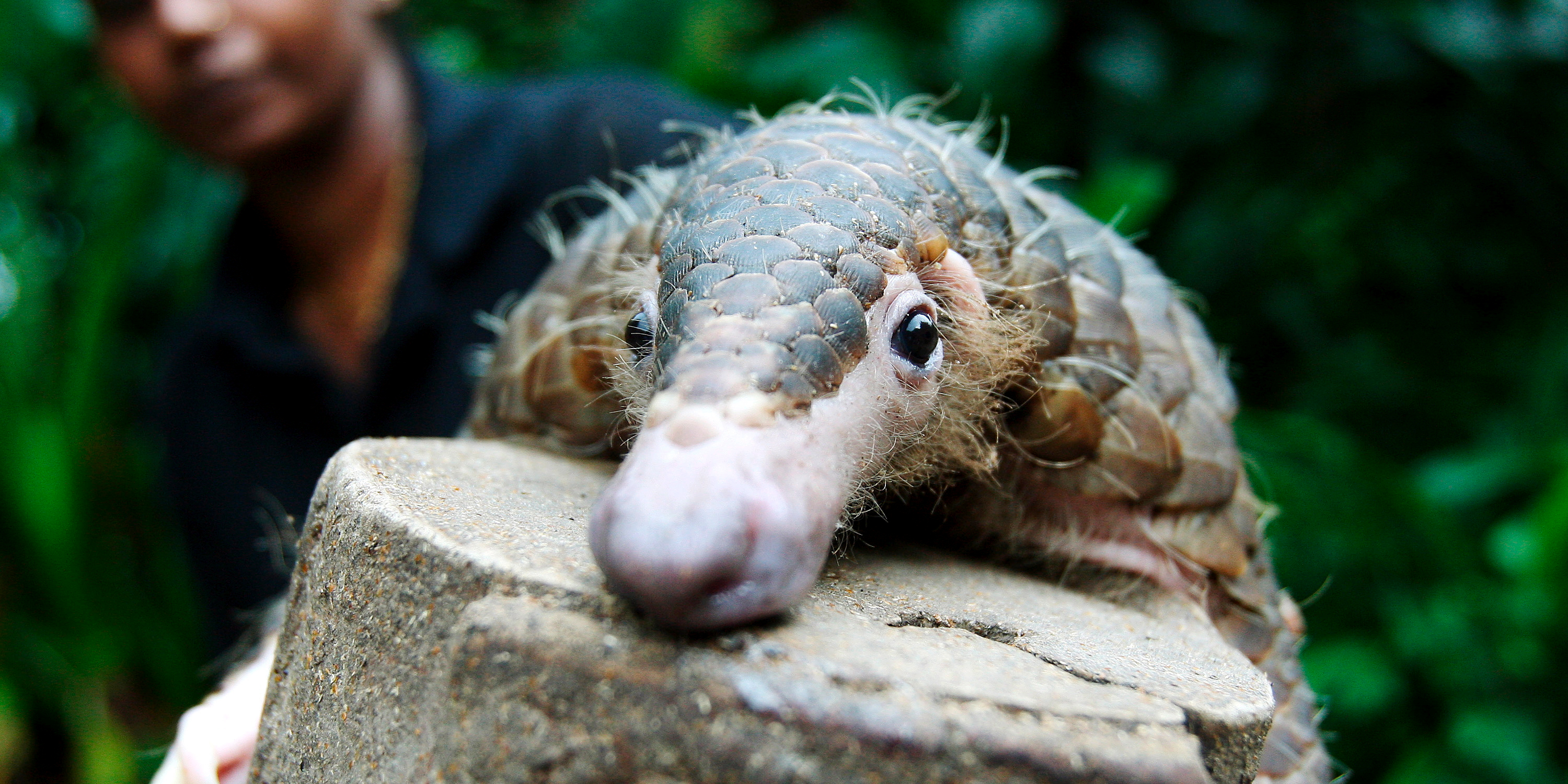 Lions, tigers and bears: Wildlife trafficking in the age of globalisation