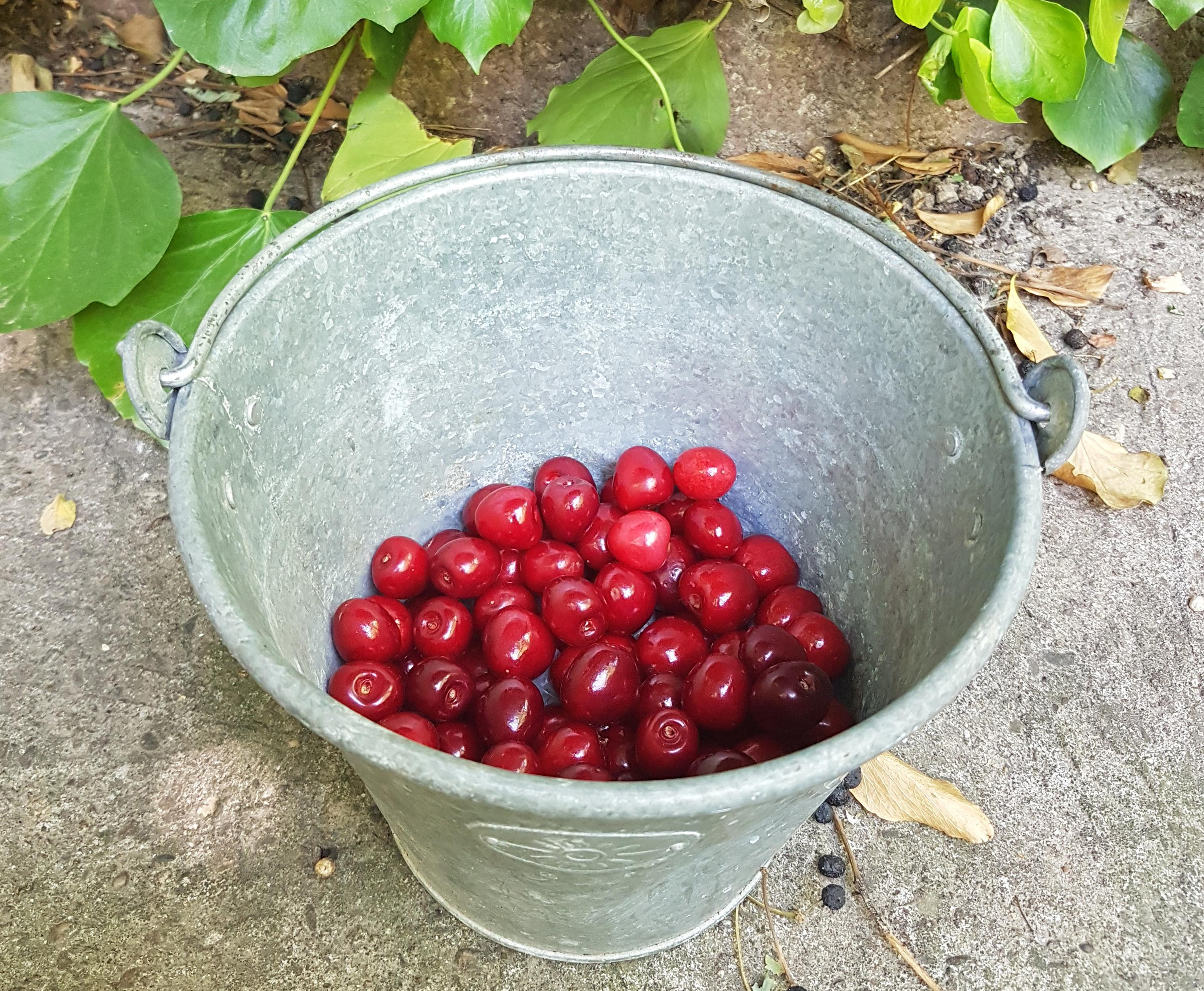 Gleaning and foraging in French ‘confinement’