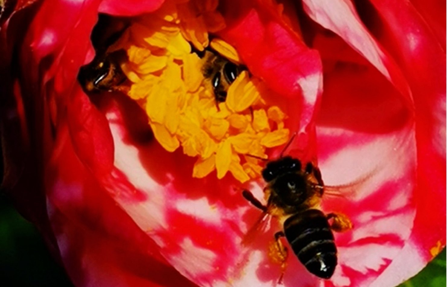 To bee or not to bee: South African beekeepers face tough odds