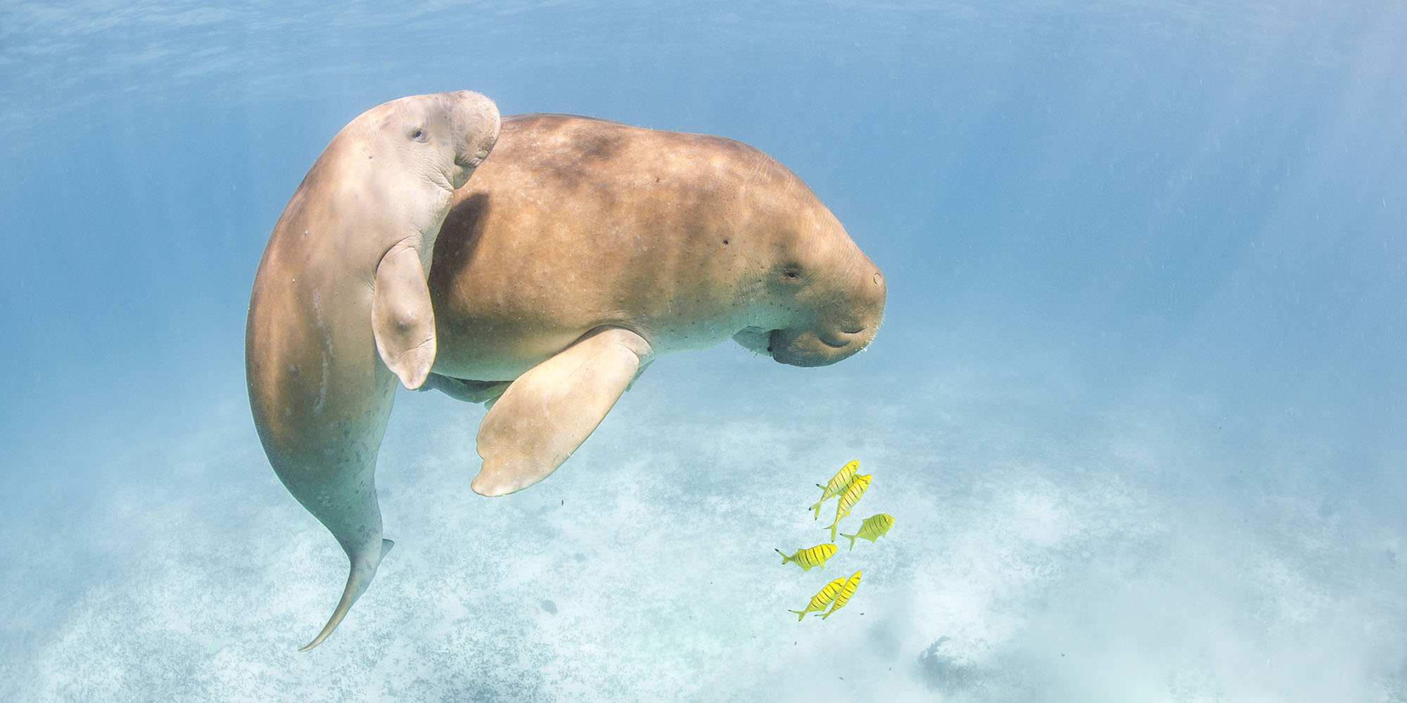 The future of East Africa’s last ‘mermaids’ hangs in the balance