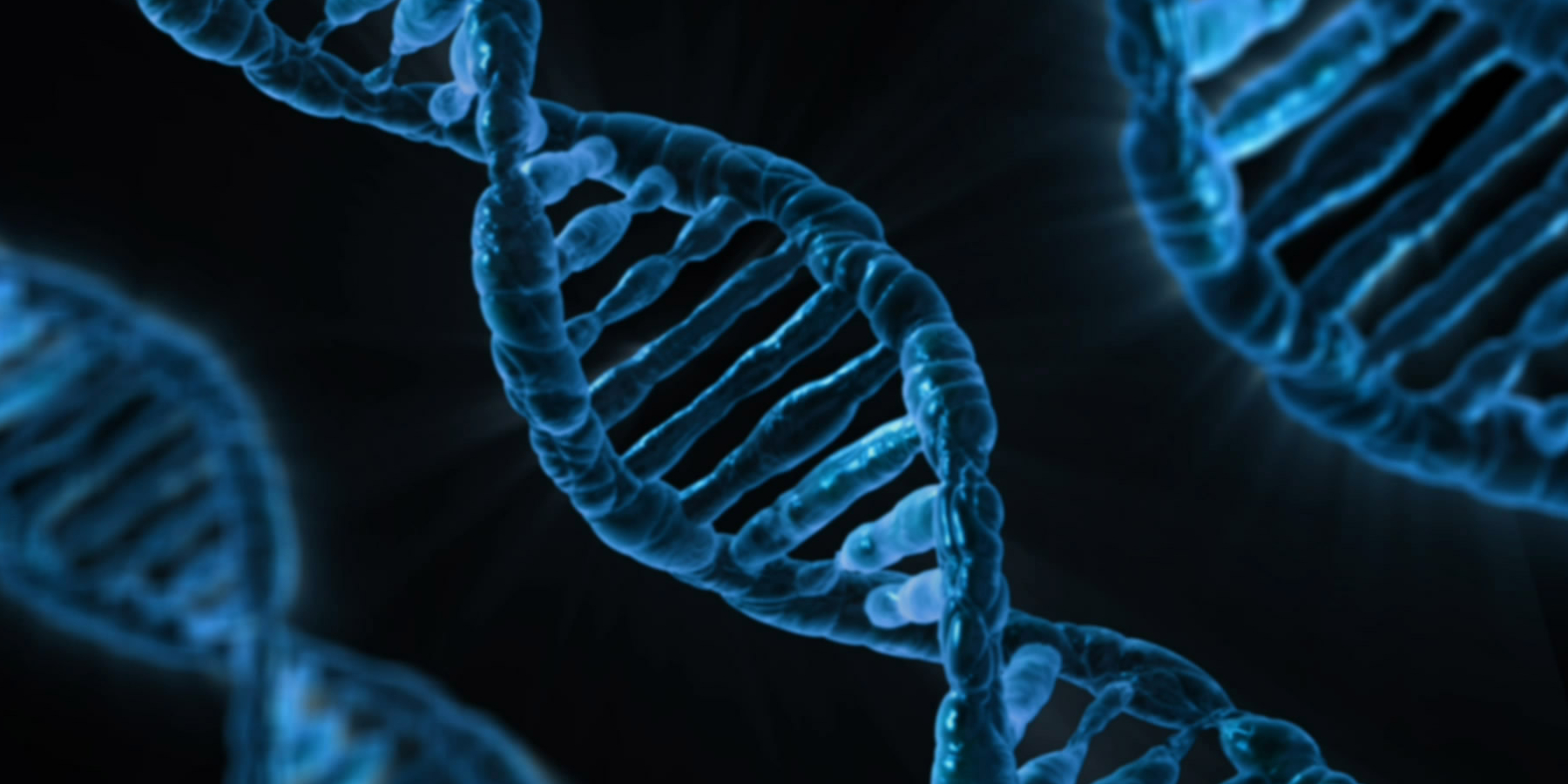 Neanderthals Should Join Homo Sapiens on the Family Tree