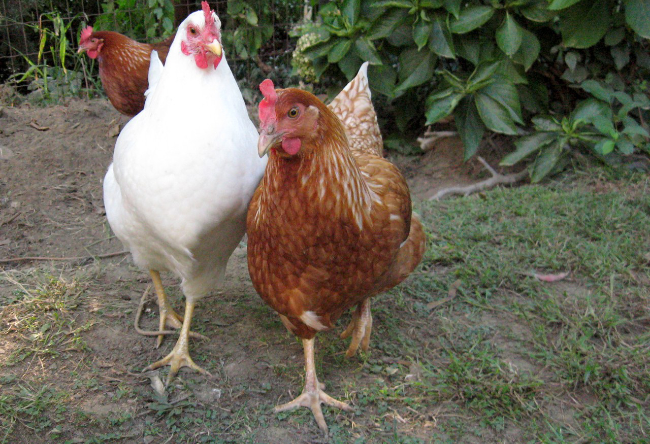 A question of affordability – why VAT-free chicken is a big-picture solution