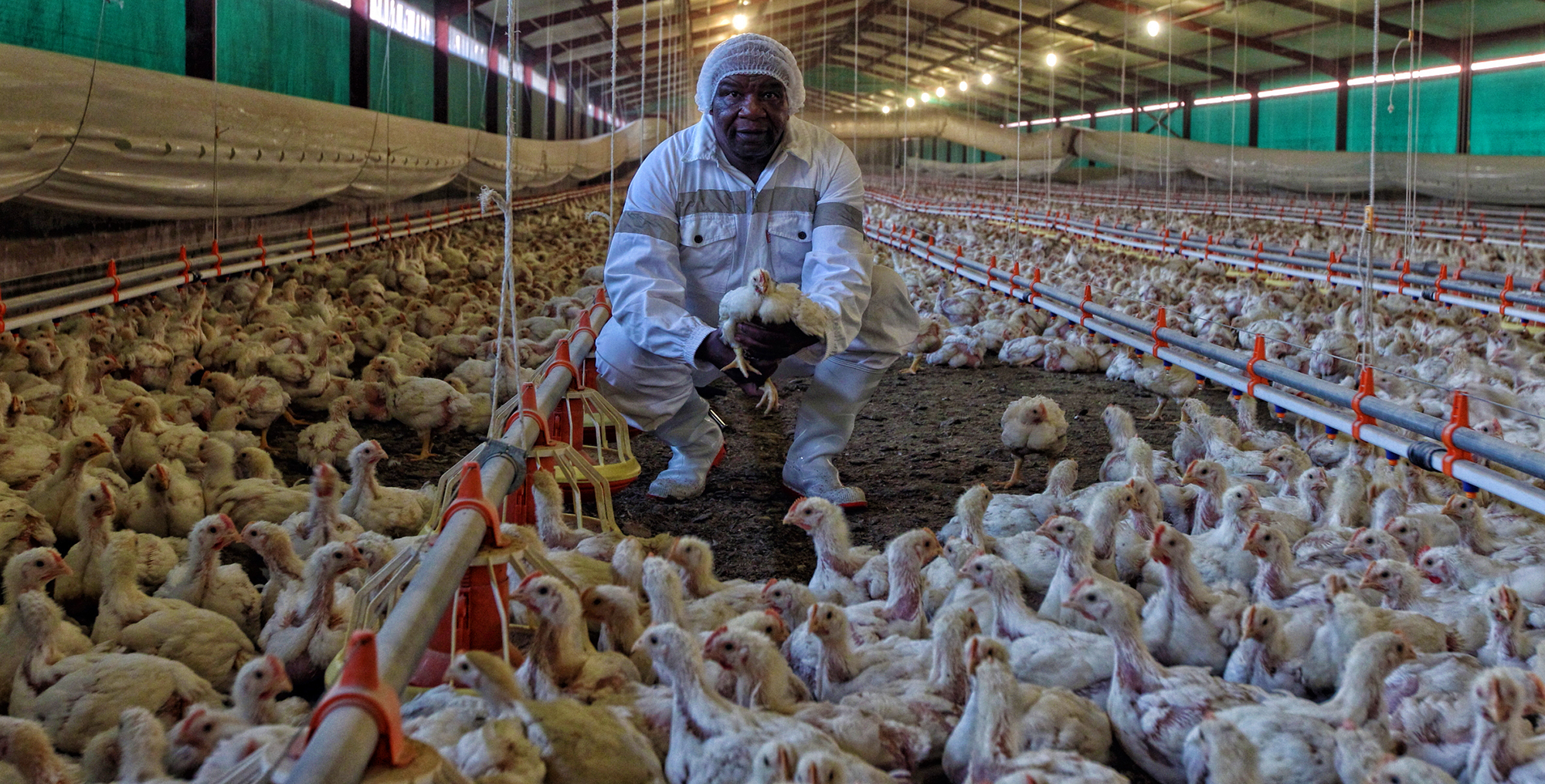 Study the data: Imports are not threatening local chicken production