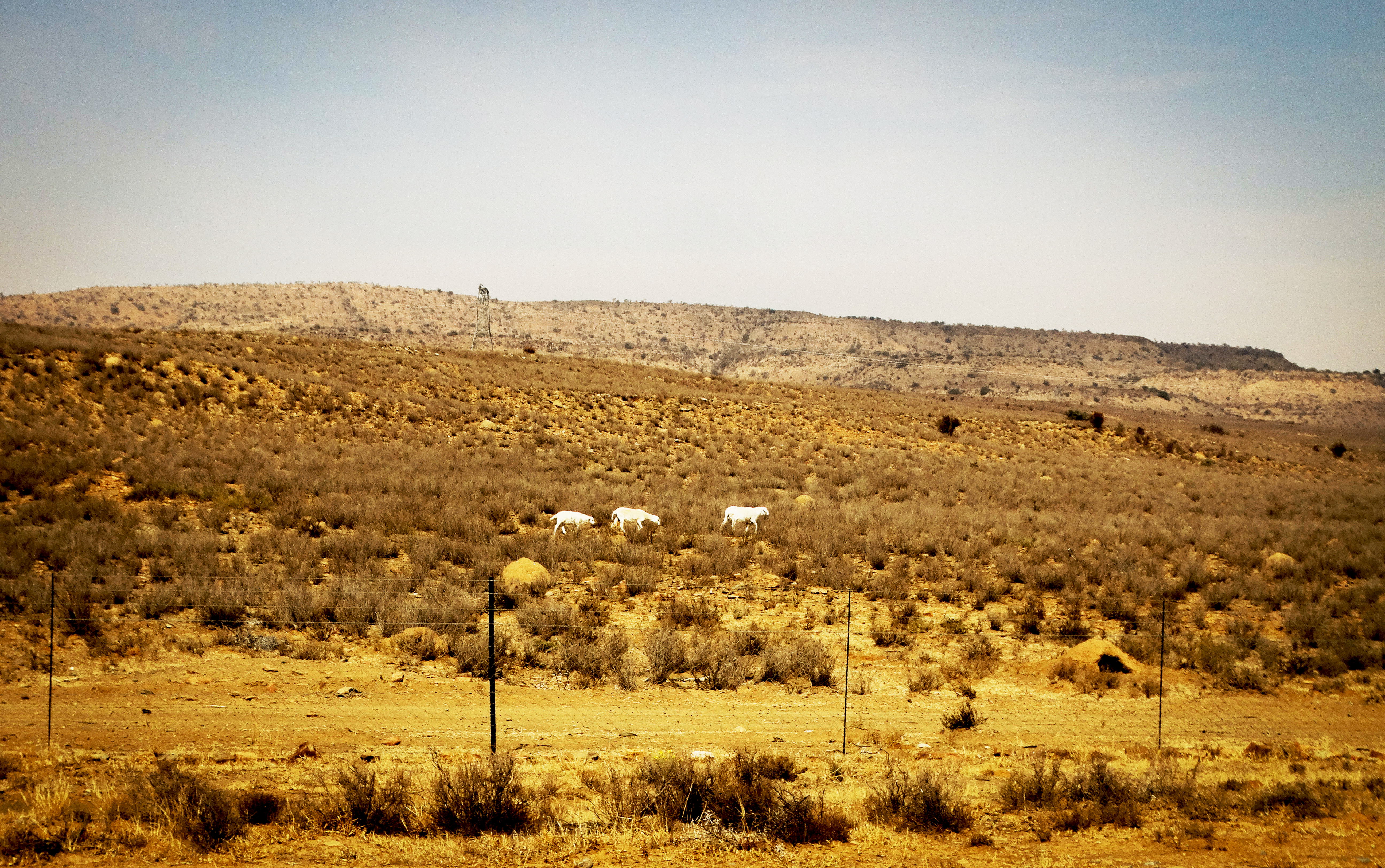 Decision on what qualifies as Karoo lamb expected by year’s end